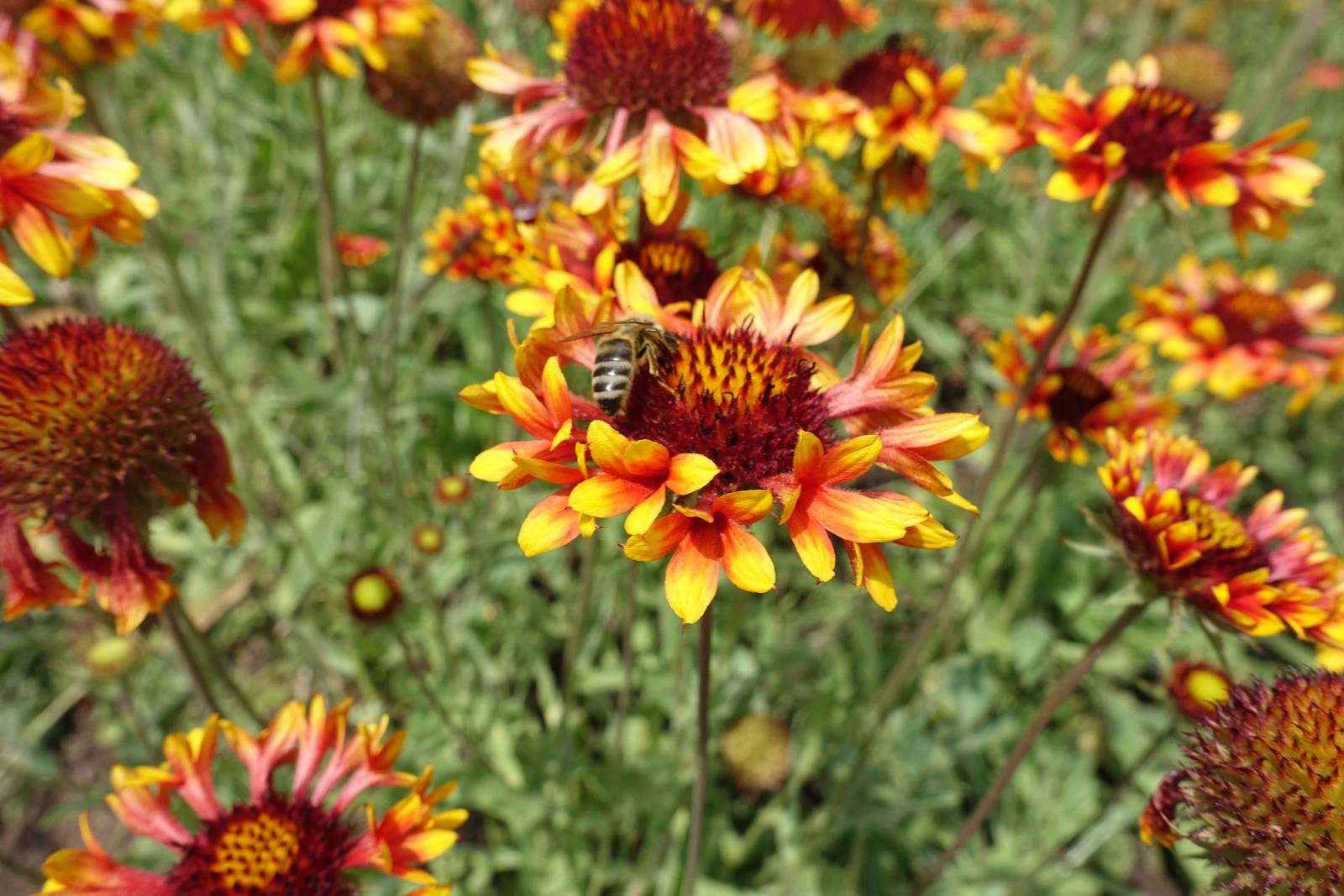 La gaillardia è una pianta che richiede davvero poche cure per fiorire. La gaillardia è una pianta che richiede davvero poche cure per fiorire.