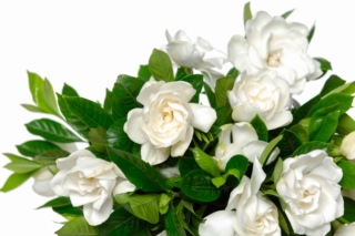 La pianta di gardenia riesce a essere decorativa anche in mancanza di fiori (che rappresentano senza dubbio il suo punto di forza).