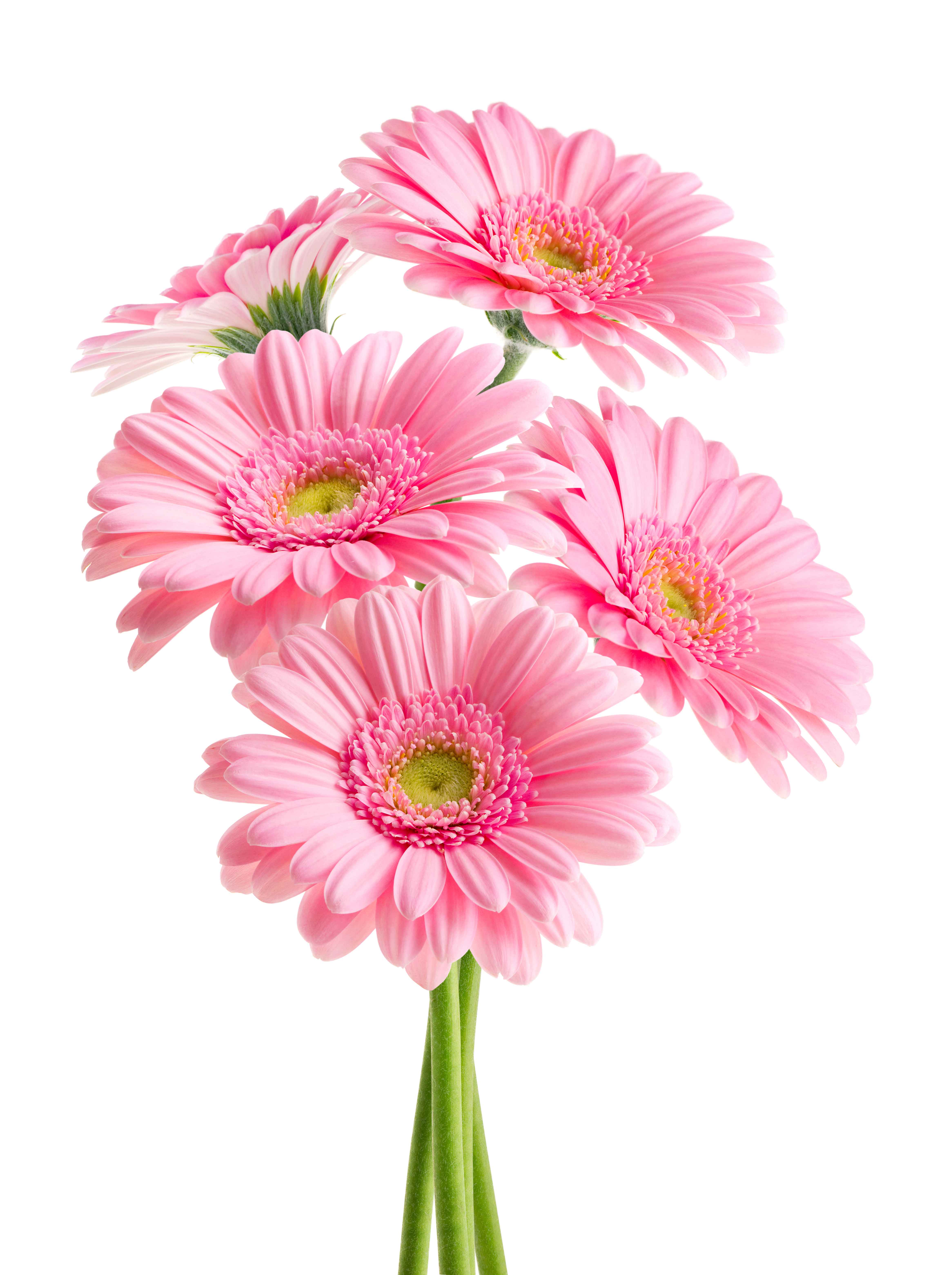 I fiori di gerbera sono splendidi anche recisi, per composizioni floreali in vaso. I fiori di gerbera sono splendidi anche recisi, per composizioni floreali in vaso.