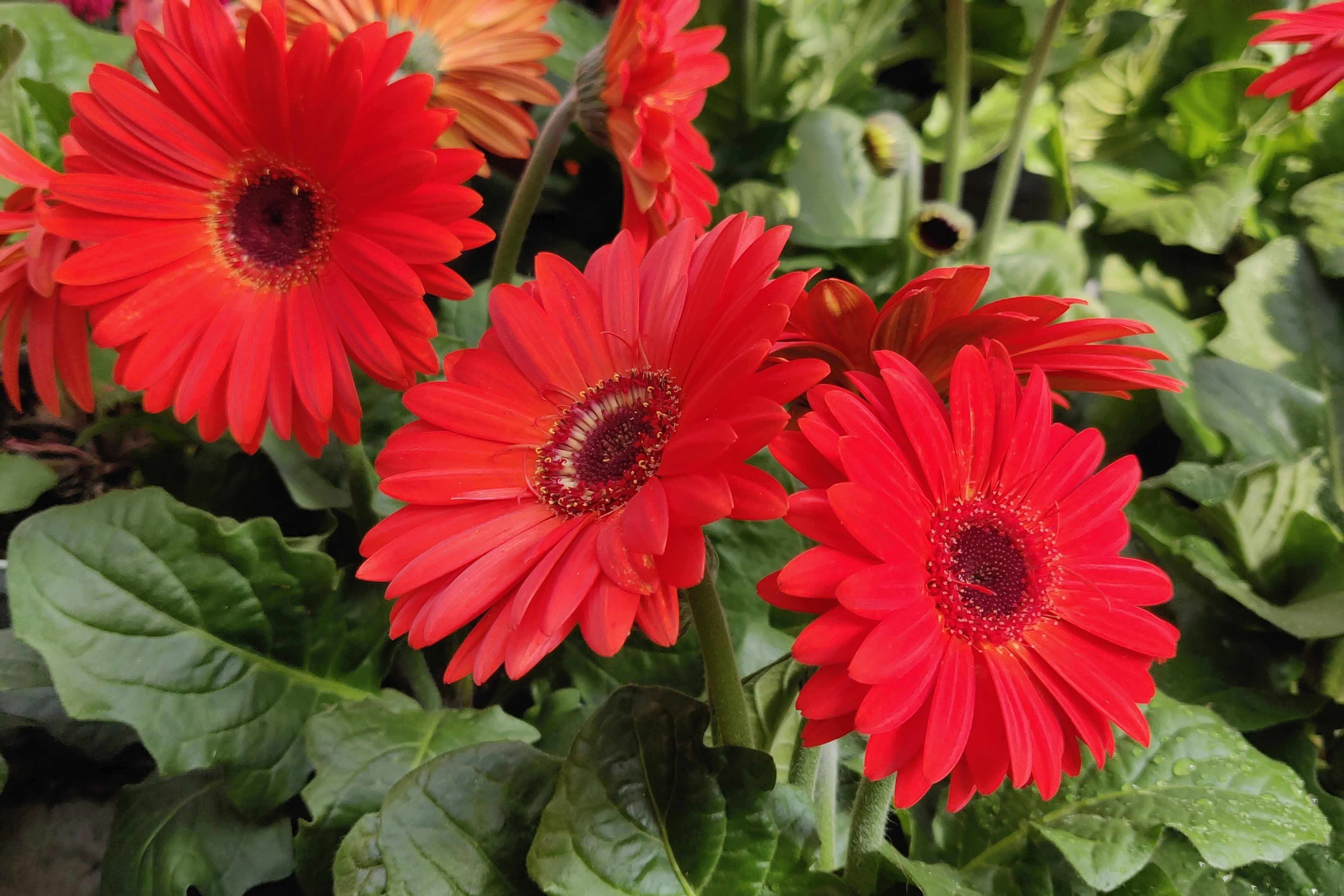 I fiori di gerbera appaiono come capolini a forma di margherita e possono essere semplici, semidoppi e doppi. I fiori di gerbera appaiono come capolini a forma di margherita e possono essere semplici, semidoppi e doppi.