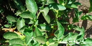 Ginseng indiano o ashwagandha