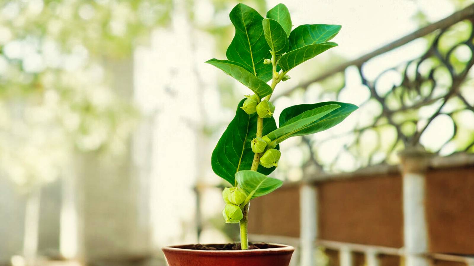Il ginseng indiano si può coltivare anche in vaso, specie nelle regioni con clima freddo d'inverno. Il ginseng indiano si può coltivare anche in vaso, specie nelle regioni con clima freddo d'inverno.