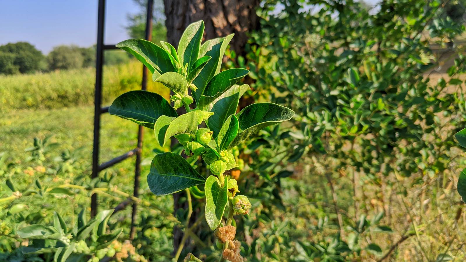 Il ginseng indiano ha l'aspetto di un piccolo arbusto sempreverde. Il ginseng indiano ha l'aspetto di un piccolo arbusto sempreverde.