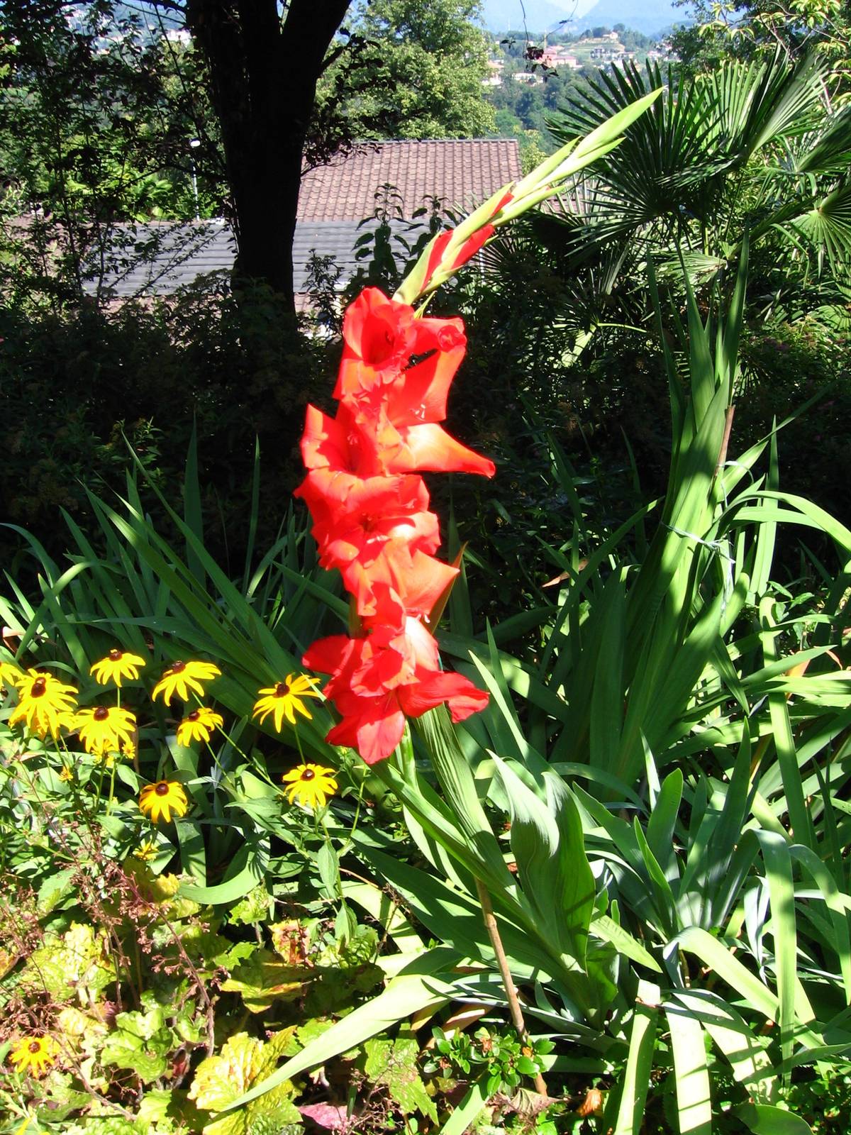 Il gladiolo ha una fioritura tipicamente estiva. Il gladiolo ha una fioritura tipicamente estiva.