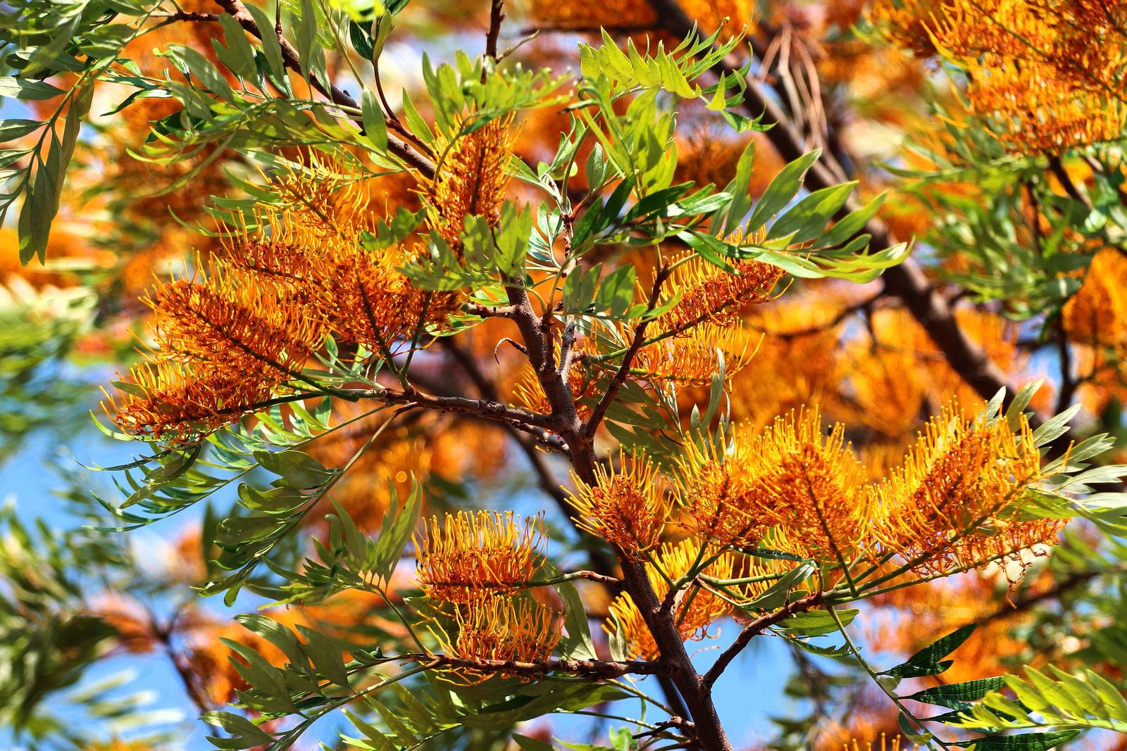 In foto, un ramo di grevillea robusta. In foto, un ramo di grevillea robusta.