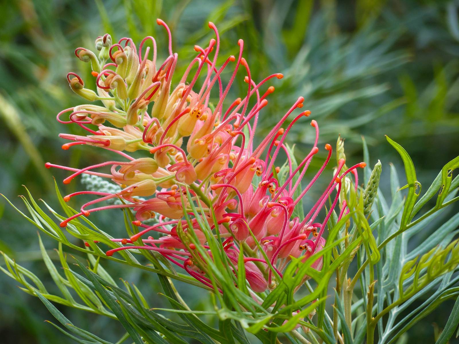 La grevillea ama le posizioni ben soleggiate, ma teme l'eccessiva calura estiva. La grevillea ama le posizioni ben soleggiate, ma teme l'eccessiva calura estiva.