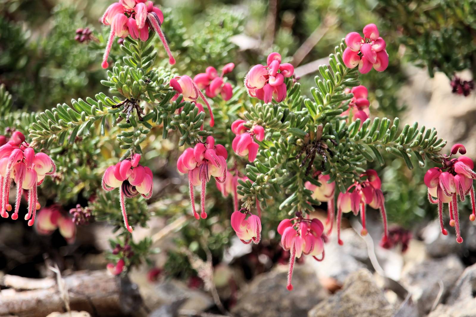La grevillea è una pianta dalle infiorescenze davvero particolari, tanto che vengono soprannominati "spider flowers" ovvero "fiori ragno". La grevillea è una pianta dalle infiorescenze davvero particolari, tanto che vengono soprannominati "spider flowers" ovvero "fiori ragno".
