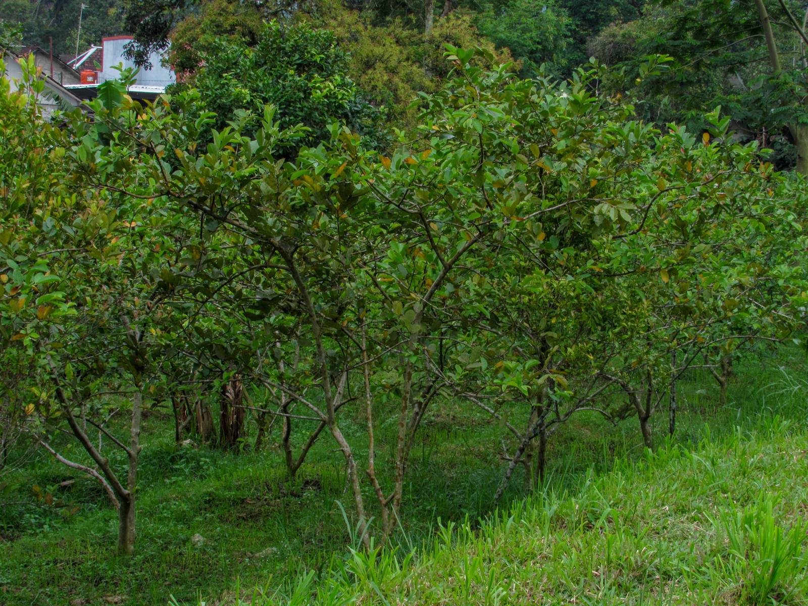 La guava si può coltivare tanto in vaso, quanto in piena terra. La guava si può coltivare tanto in vaso, quanto in piena terra.