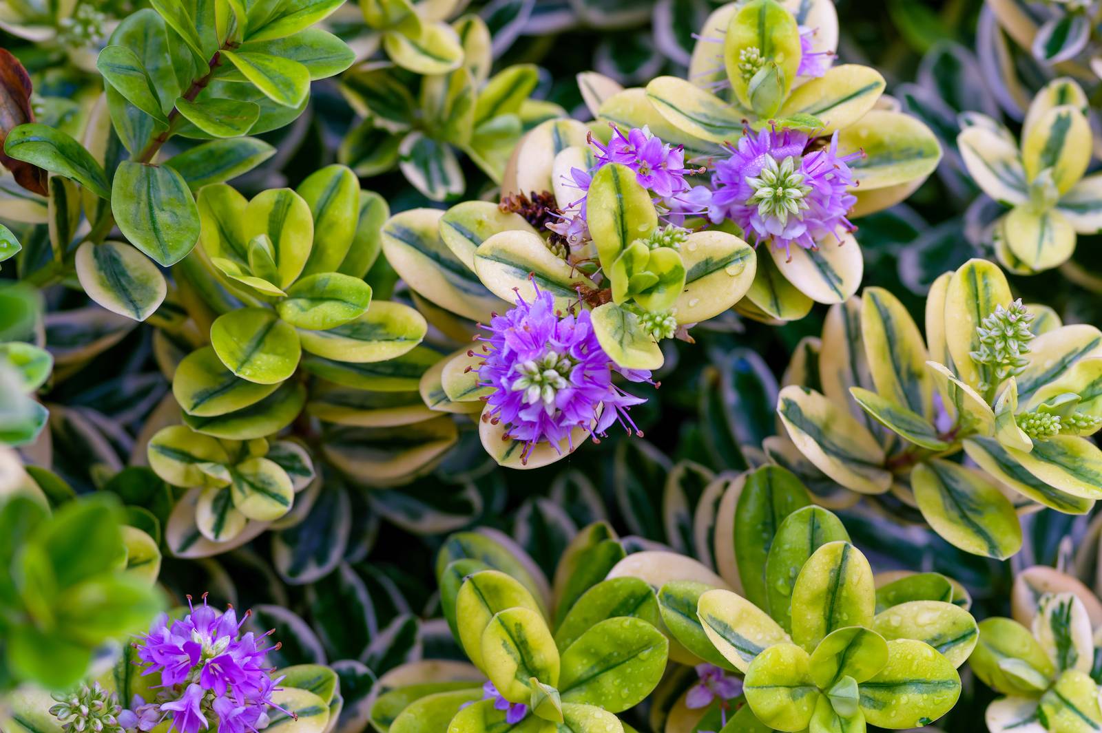 La veronica variegata presenta, appunto, foglie di tipo variegato, dalla forma ovale di piccole dimensioni. La veronica variegata presenta, appunto, foglie di tipo variegato, dalla forma ovale di piccole dimensioni.