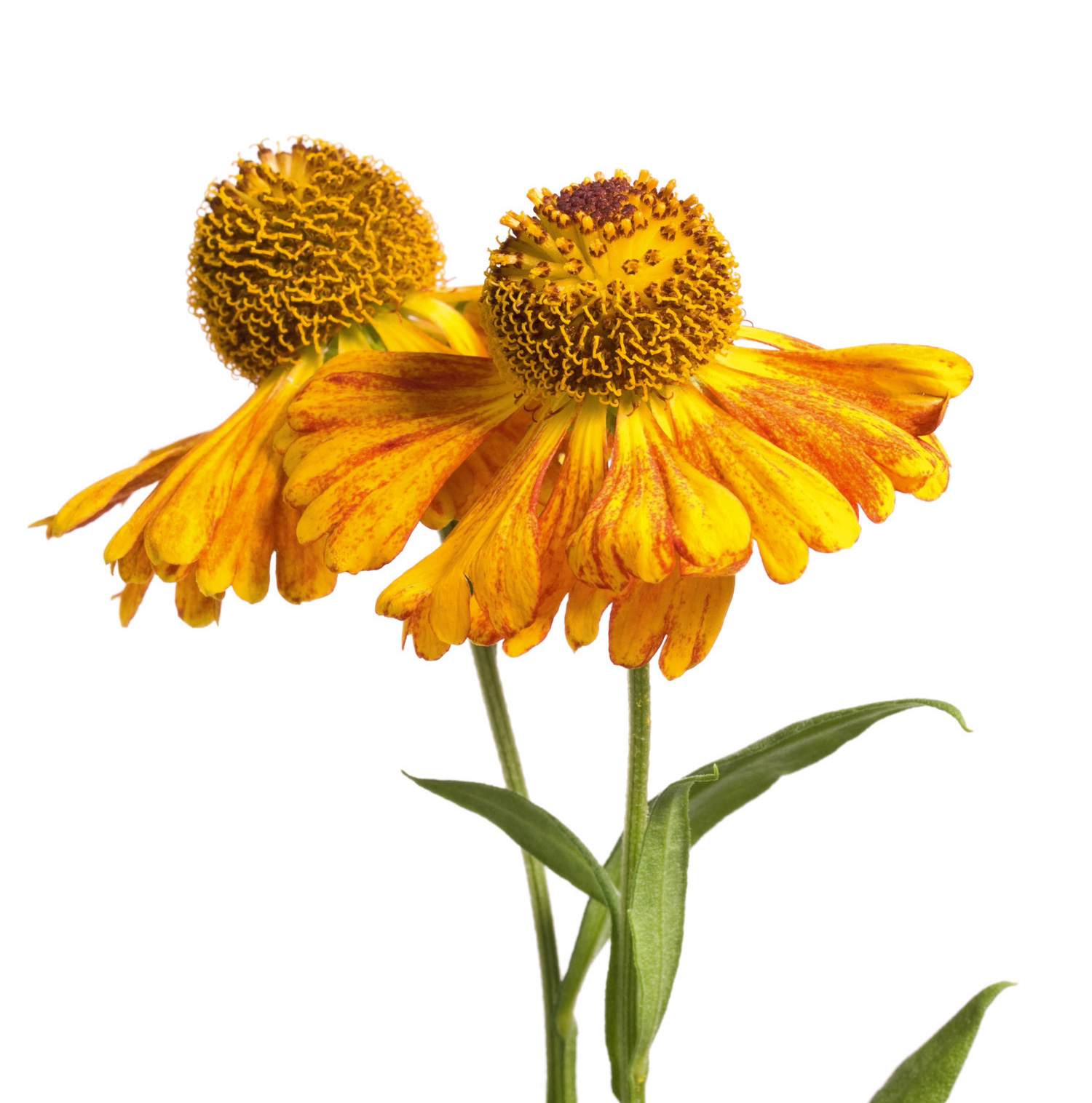 Gli helenium sono piante rustiche che tollerano piuttosto bene il freddo. Gli helenium sono piante rustiche che tollerano piuttosto bene il freddo.