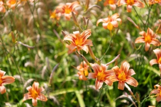 I fiori di emerocallide durano un giorno soltanto e per questo sono diventati simbolo di bellezza effimera.