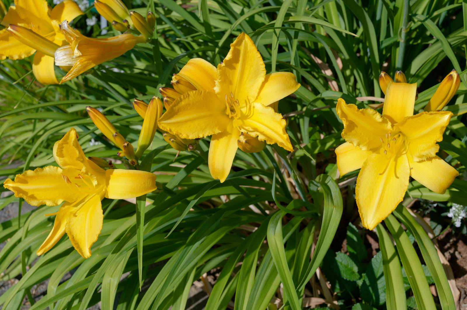 Le specie botaniche di emerocallide hanno fiori di colore giallo (come la varietà "Mary Todd" in foto), arancio e rosso.