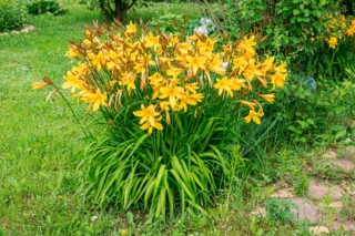 Emerocallide o hemerocallis