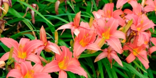 Emerocallide o hemerocallis