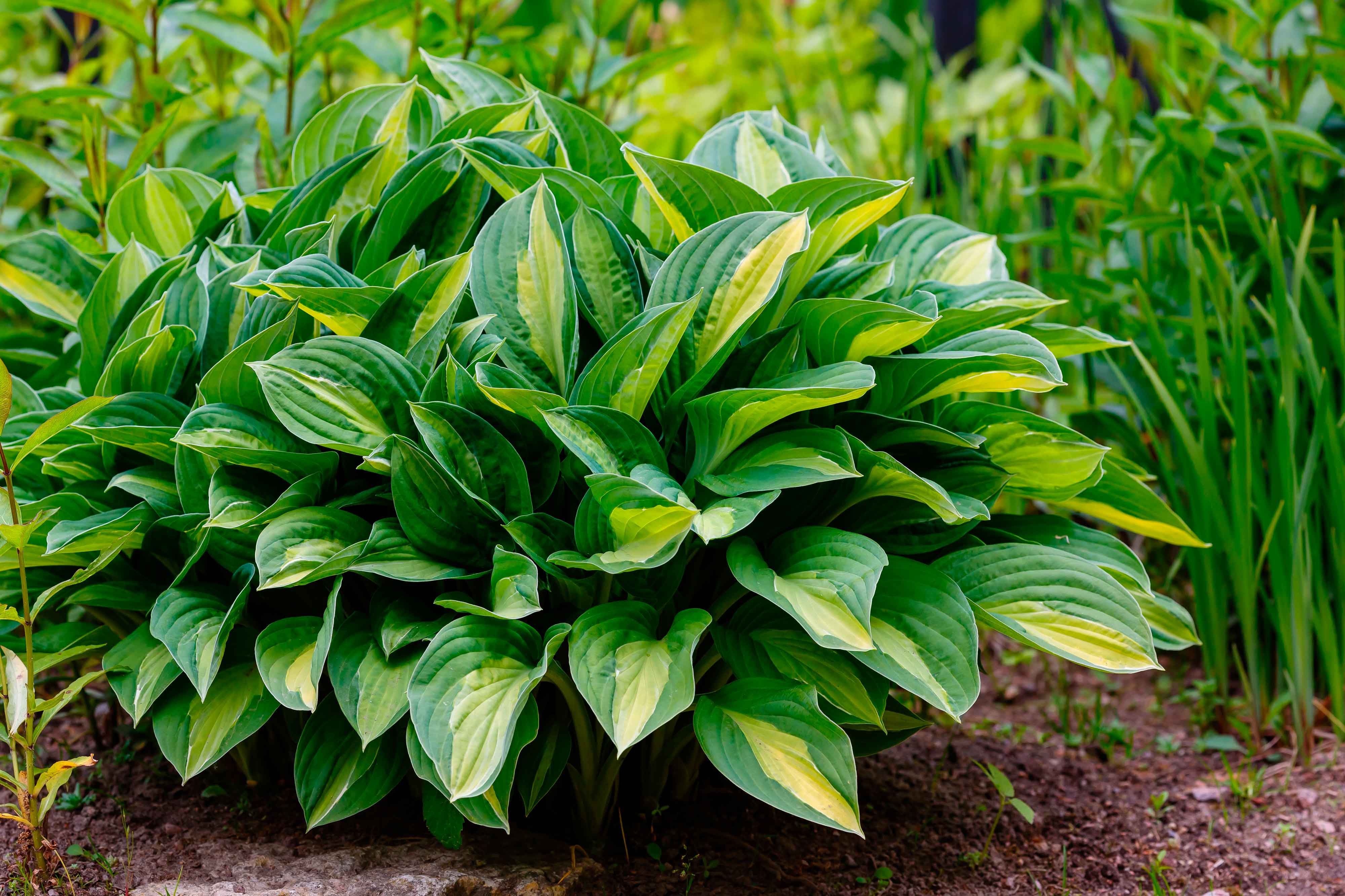 La hosta è una pianta piuttosto resistente alle malattie e non necessita di potatura. La hosta è una pianta piuttosto resistente alle malattie e non necessita di potatura.