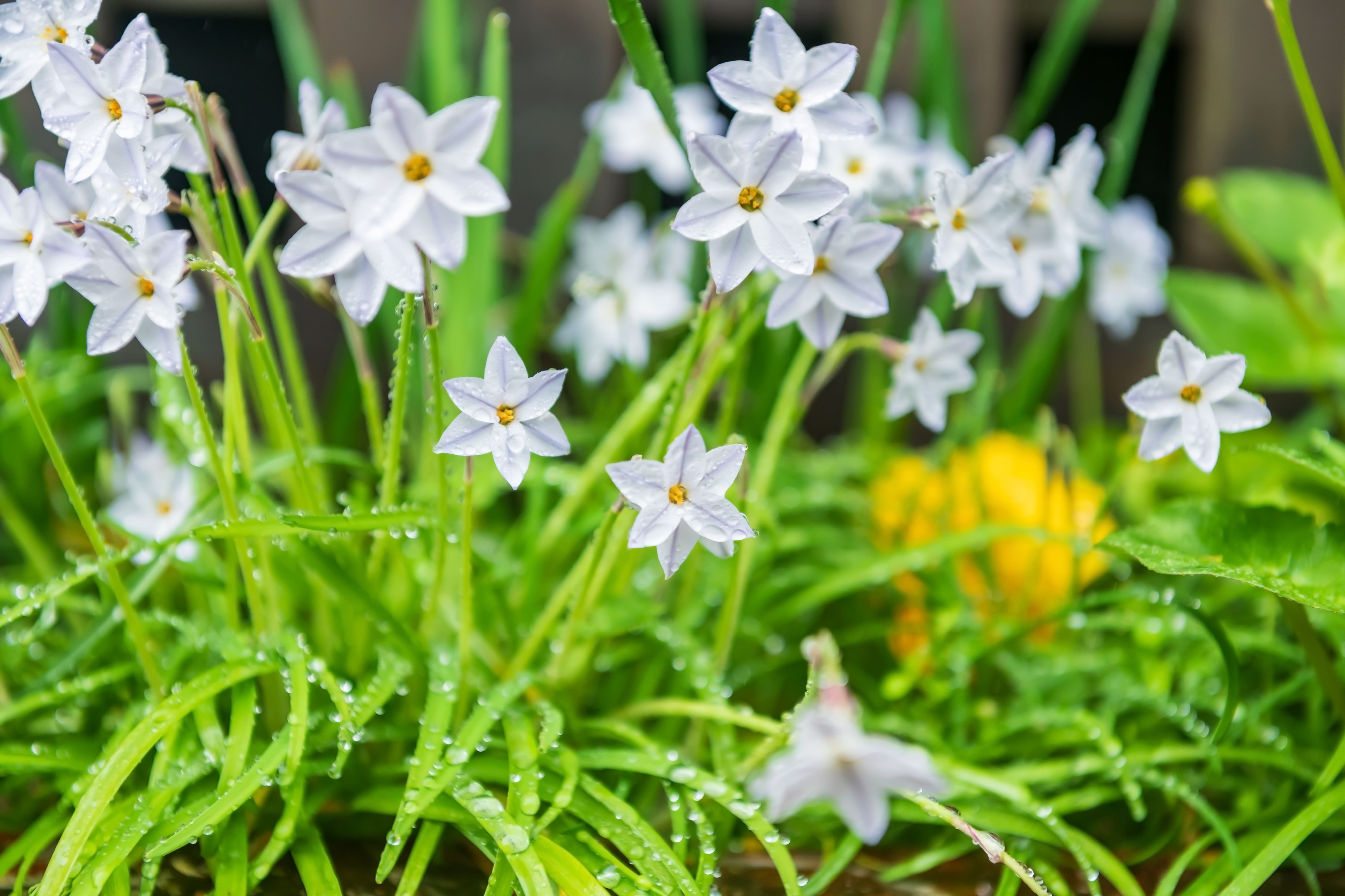 Ipheion ha petali di colore varabile, dal bianco candido (foto), all'azzurro, al violetto. Ipheion ha petali di colore varabile, dal bianco candido (foto), all'azzurro, al violetto.