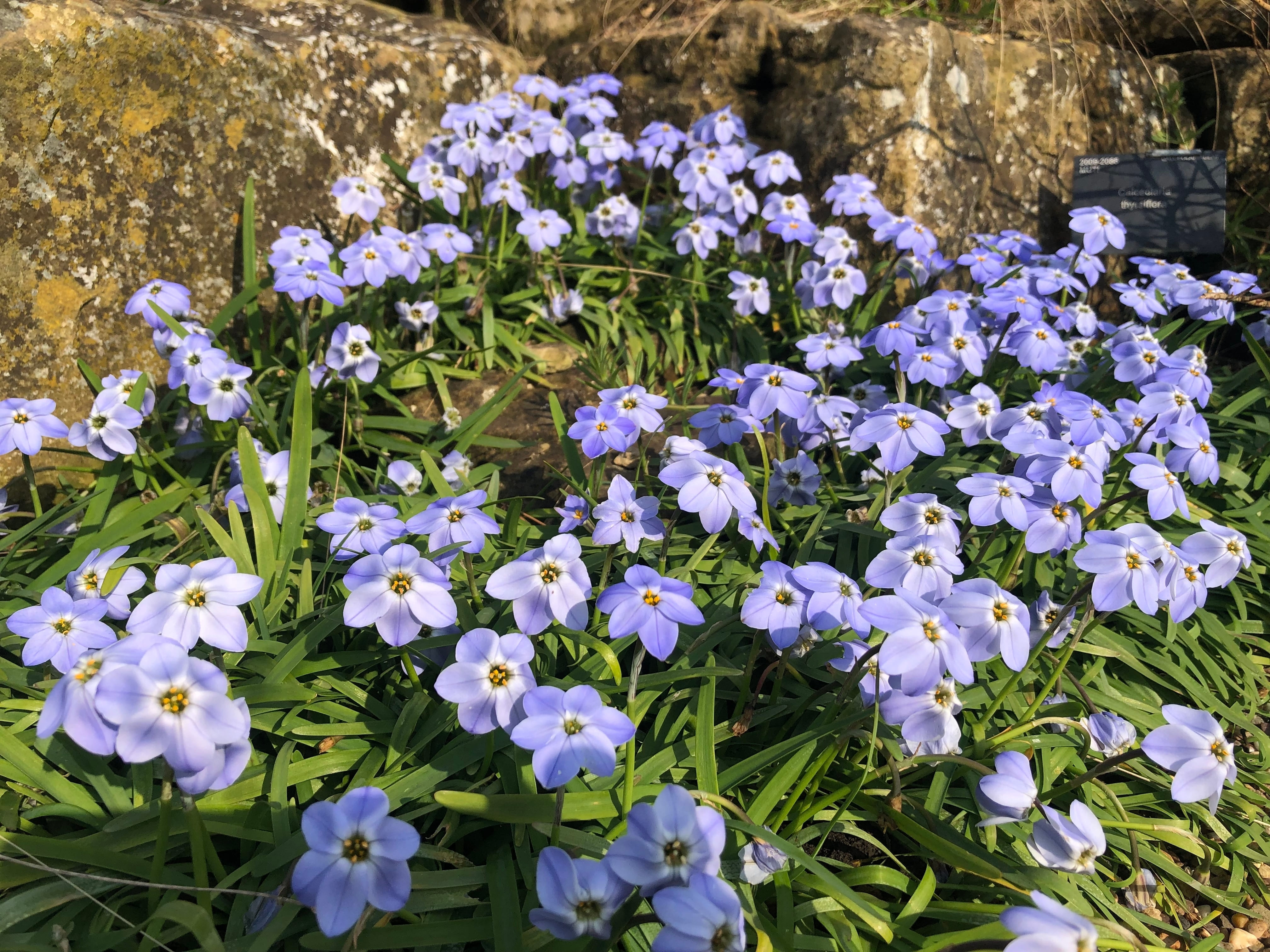 Ipheion è una pianta dalla grande adattabilità e resistenza alle basse temperature. Ipheion è una pianta dalla grande adattabilità e resistenza alle basse temperature.