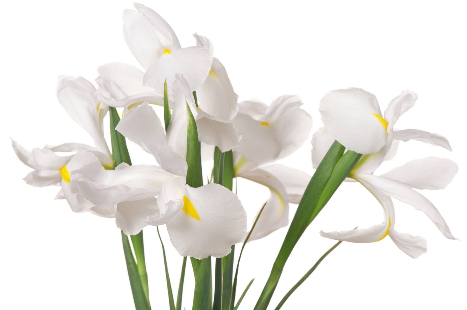 In foto, un esemplare di iris dalla colorazione bianco candida. In foto, un esemplare di iris dalla colorazione bianco candida.