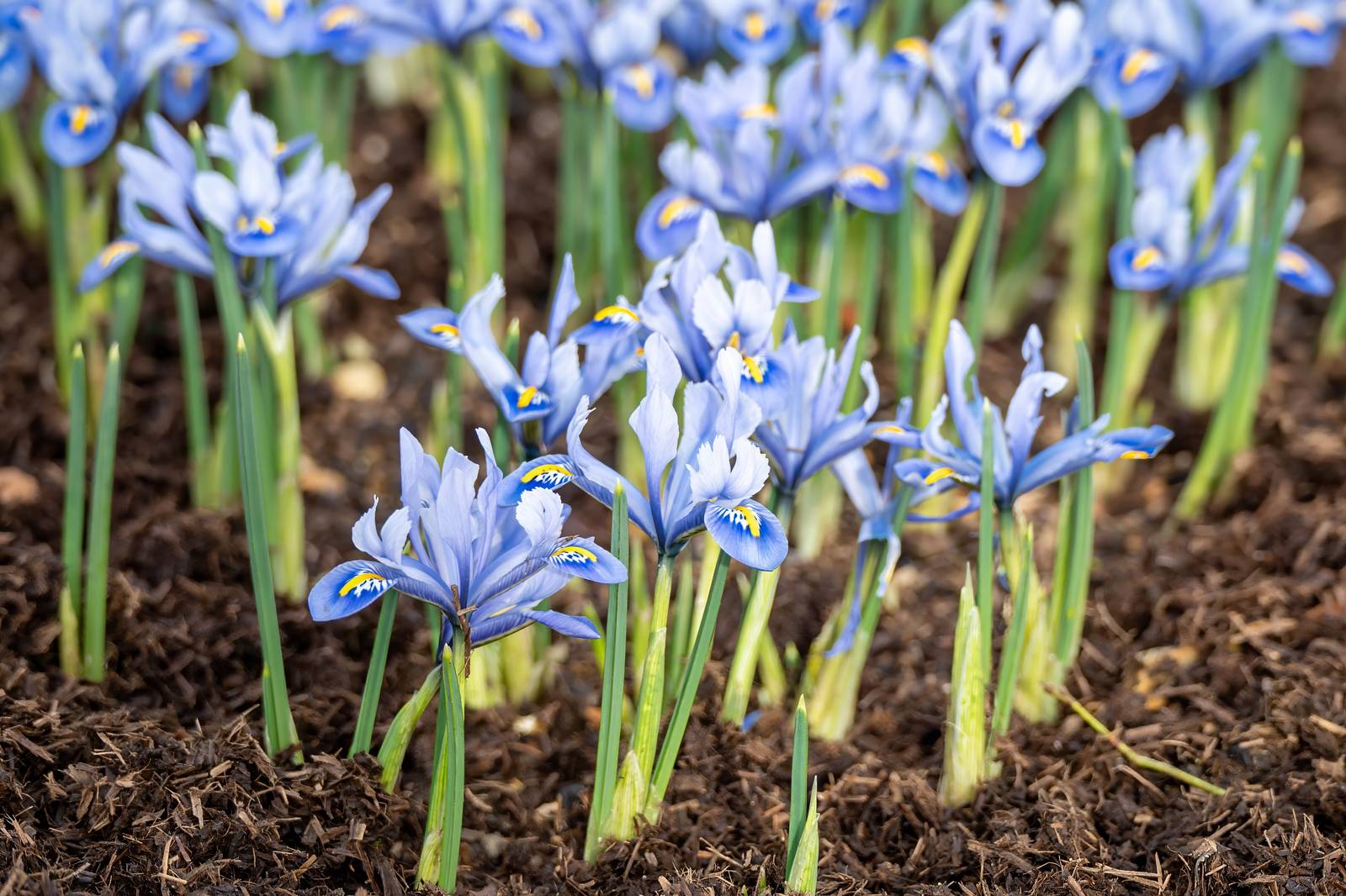 In foto, iris reticulata. In foto, iris reticulata.