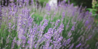 Come coltivare la lavanda: tutte le cure in vaso e in giardino
