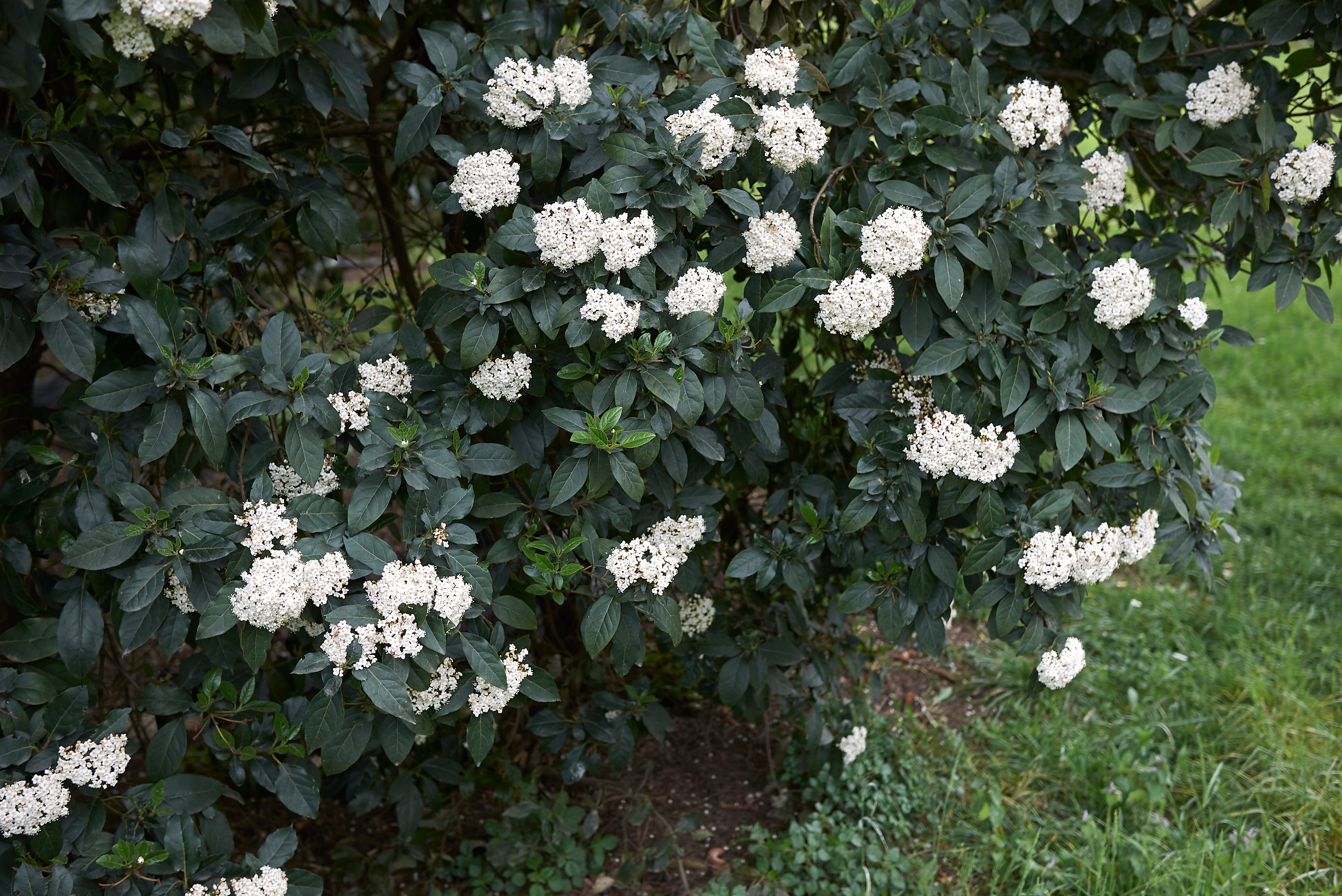 Come si vede in foto, la lentaggine produce caratteristici fiorellini bianchi.