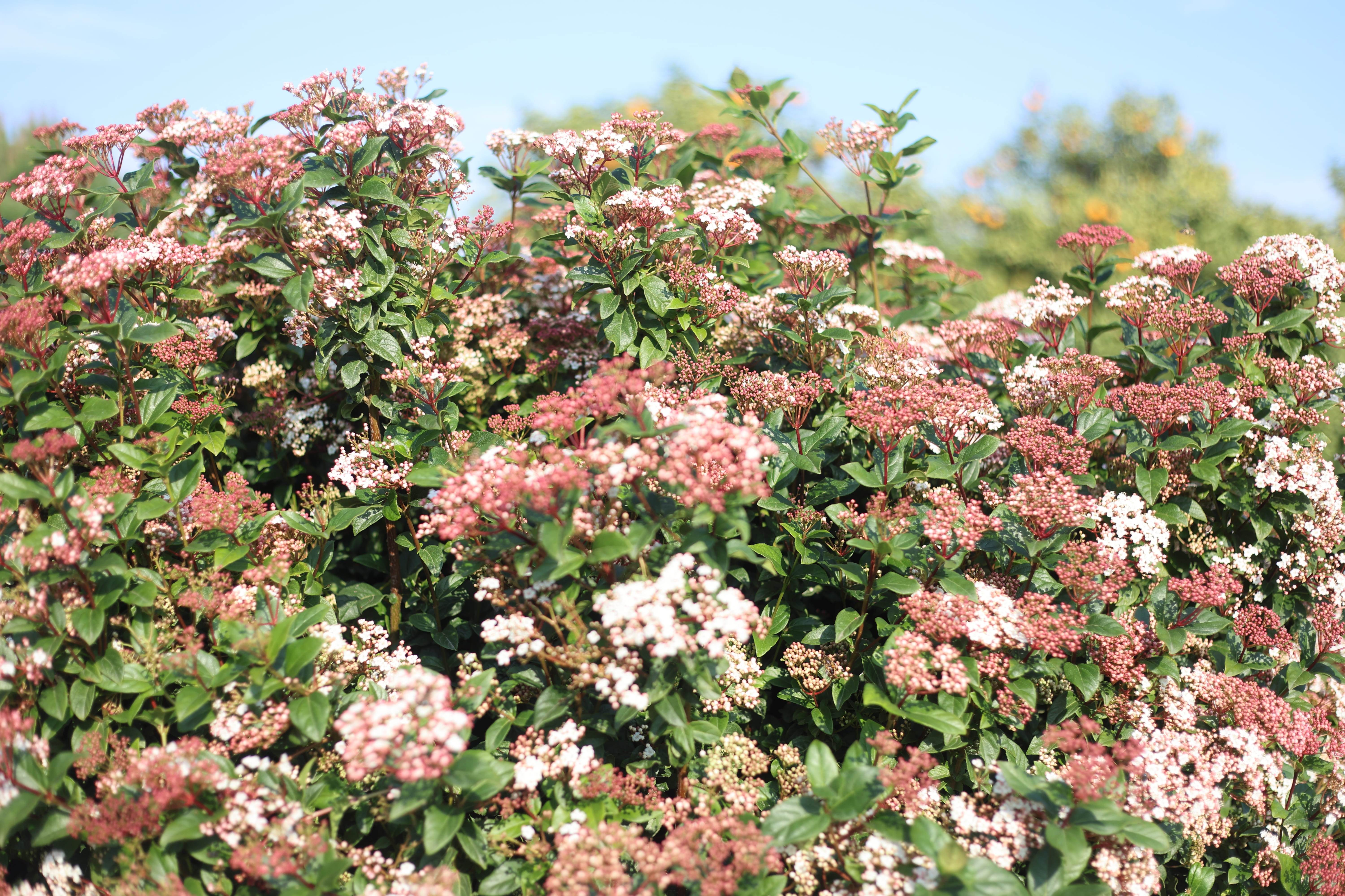 La lentaggine è un arbusto sempreverde, folto e resistente.