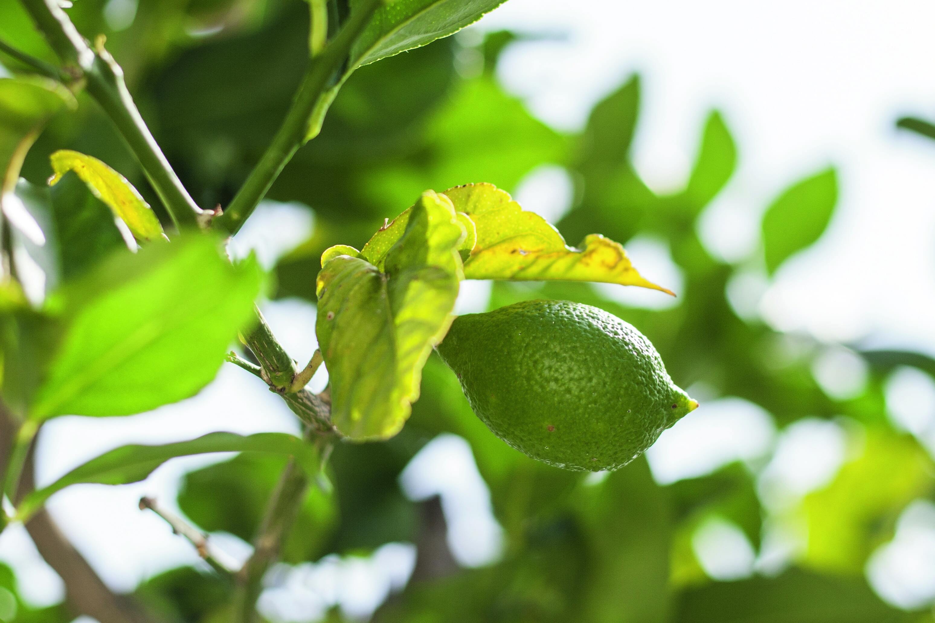 Un limone non ancora maturo, dal colore visibilmente verde, fa capolino tra le foglie sempreverdi della pianta.