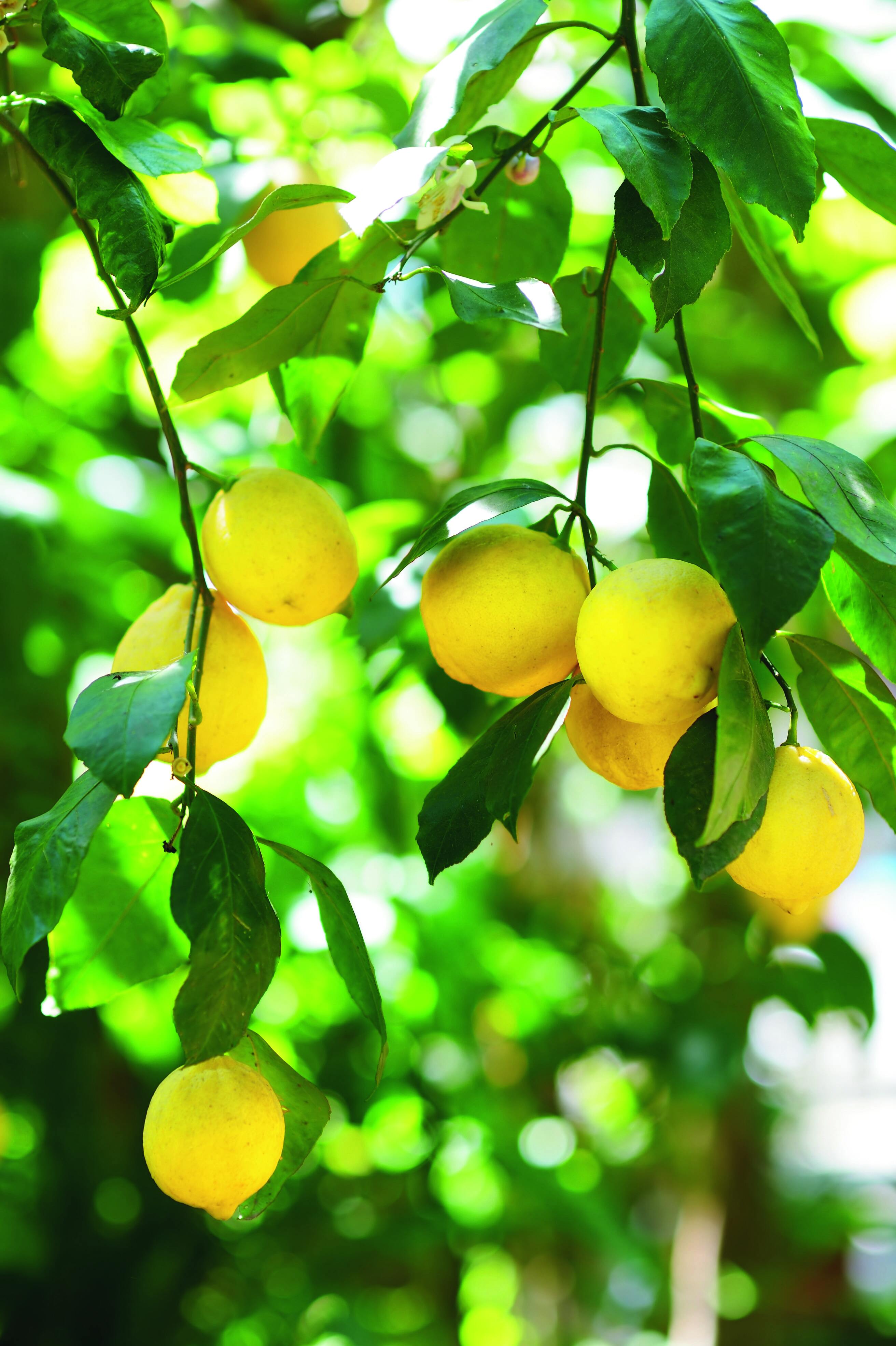 Il limone è pianta rifiorente, che cioè fiorisce e fruttifica più volte l'anno.
