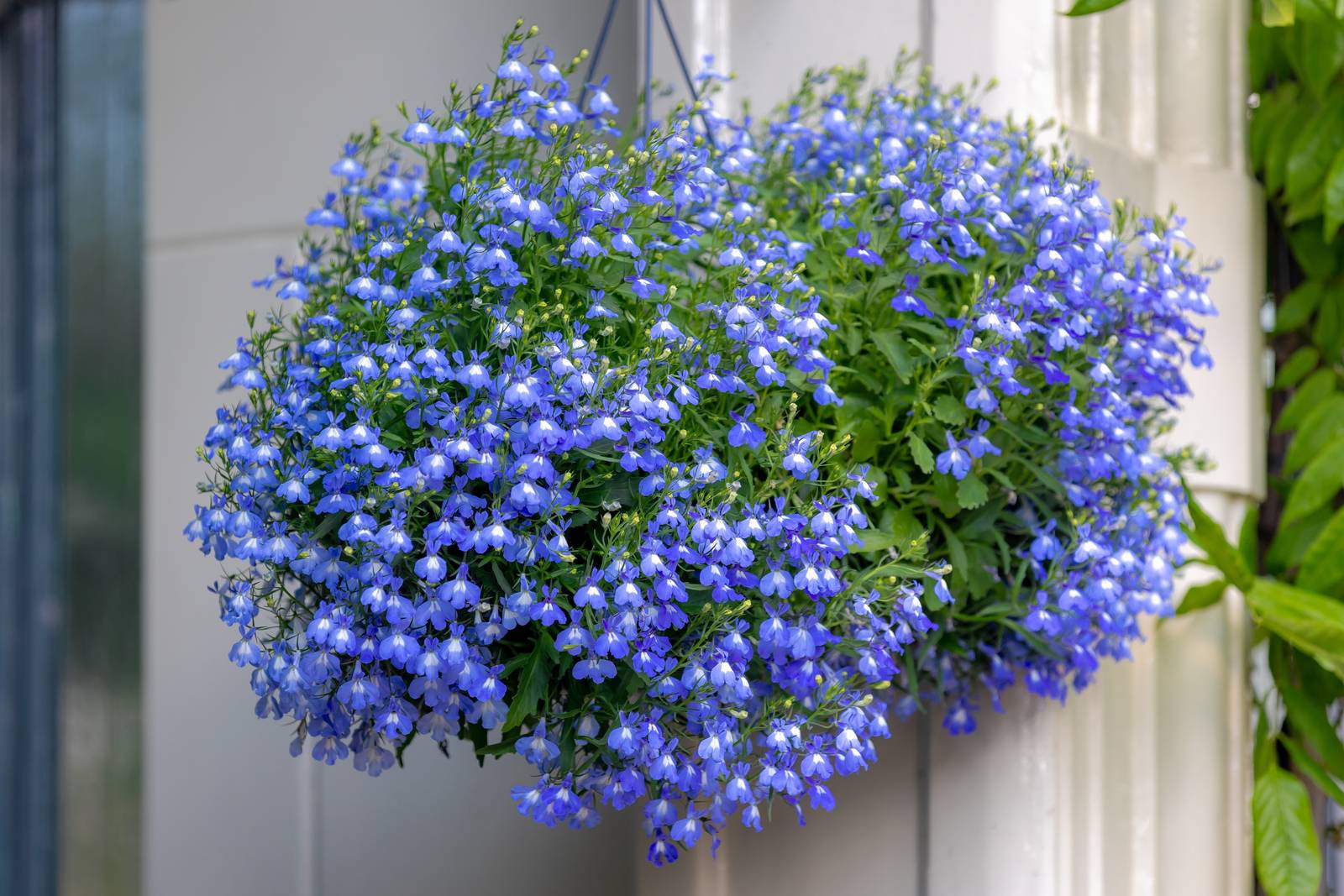 La lobelia è perfetta per creare cesti appesi in terrazzo o giardino.