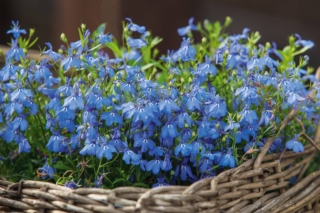 La bellissima fioritura della lobelia è molto attrattiva per gli insetti impollinatori.