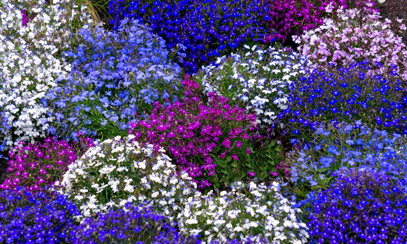 La fioritura della lobelia è un'esplosione di colori che vanno dal blu al viola, al bianco.