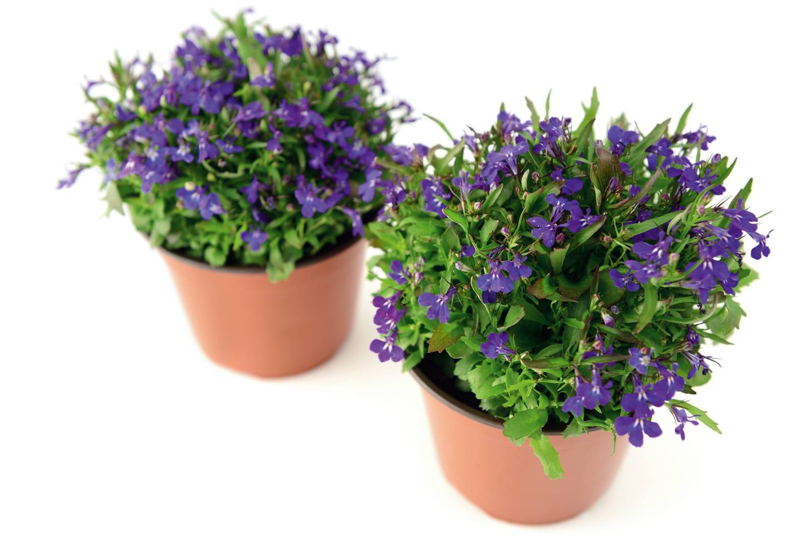 La lobelia può crescere facilmente in giardino, quanto in vaso sul balcone.