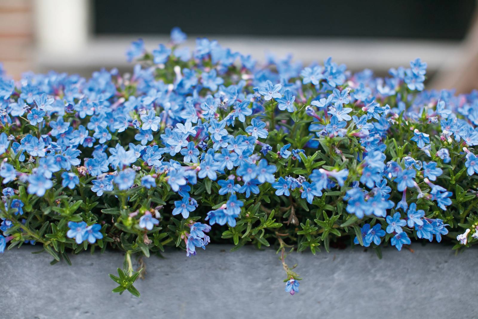 La lobelia regala la sua splendida fioritura nel periodo estivo.