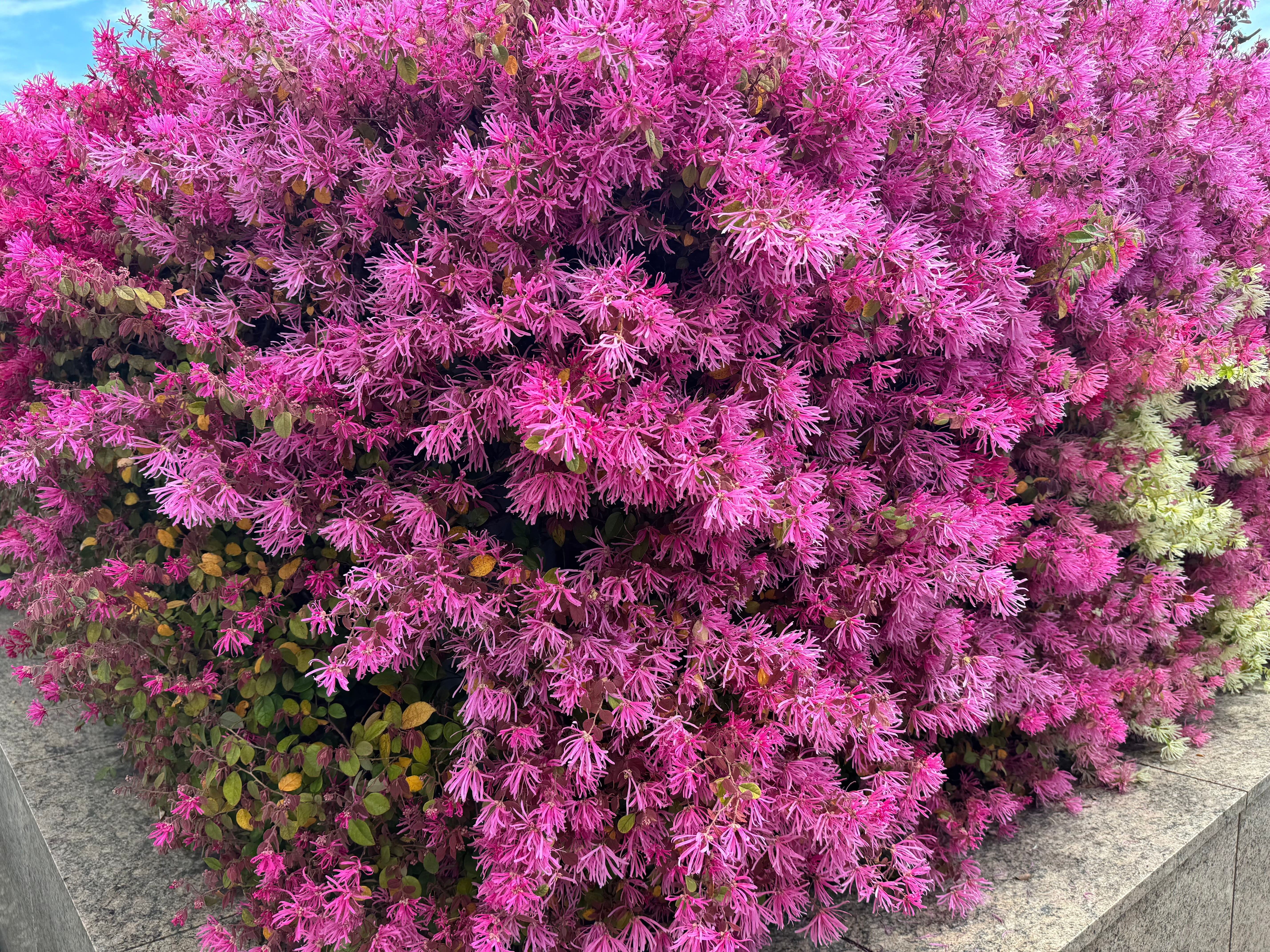 Cespuglio fiorito di loropetalum chinense. Cespuglio fiorito di loropetalum chinense.