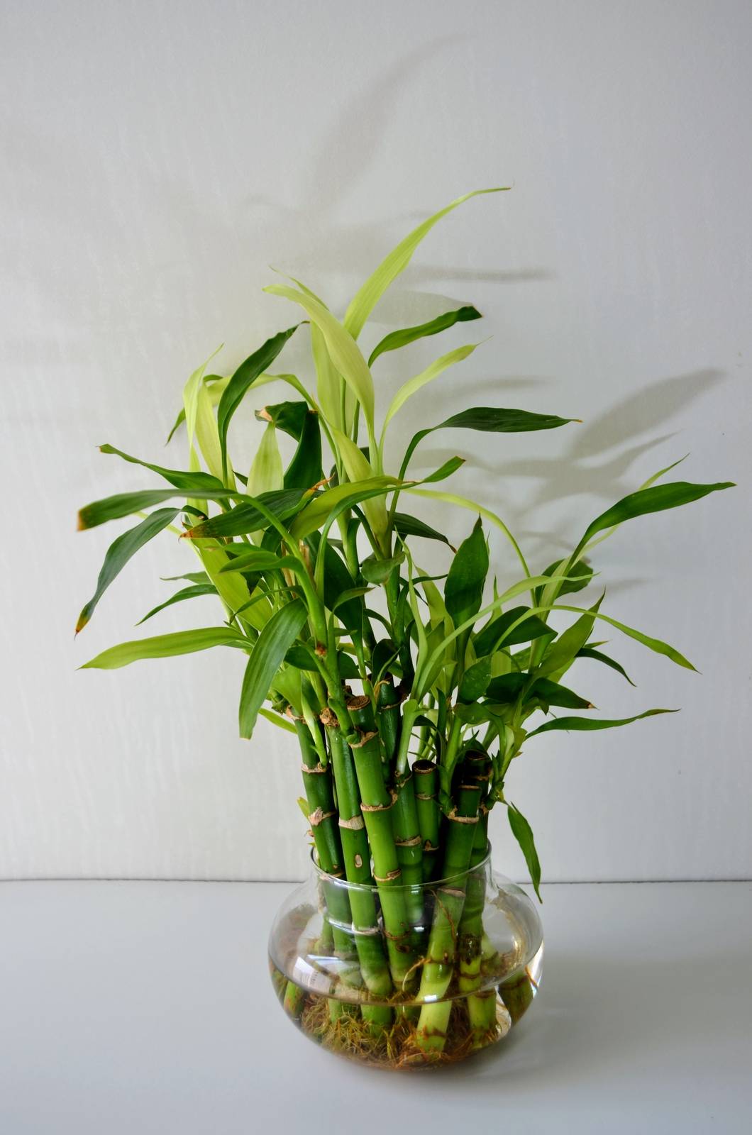 Dracaena sanderiana o, più comunemente, lucky bamboo. Dracaena sanderiana o, più comunemente, lucky bamboo.