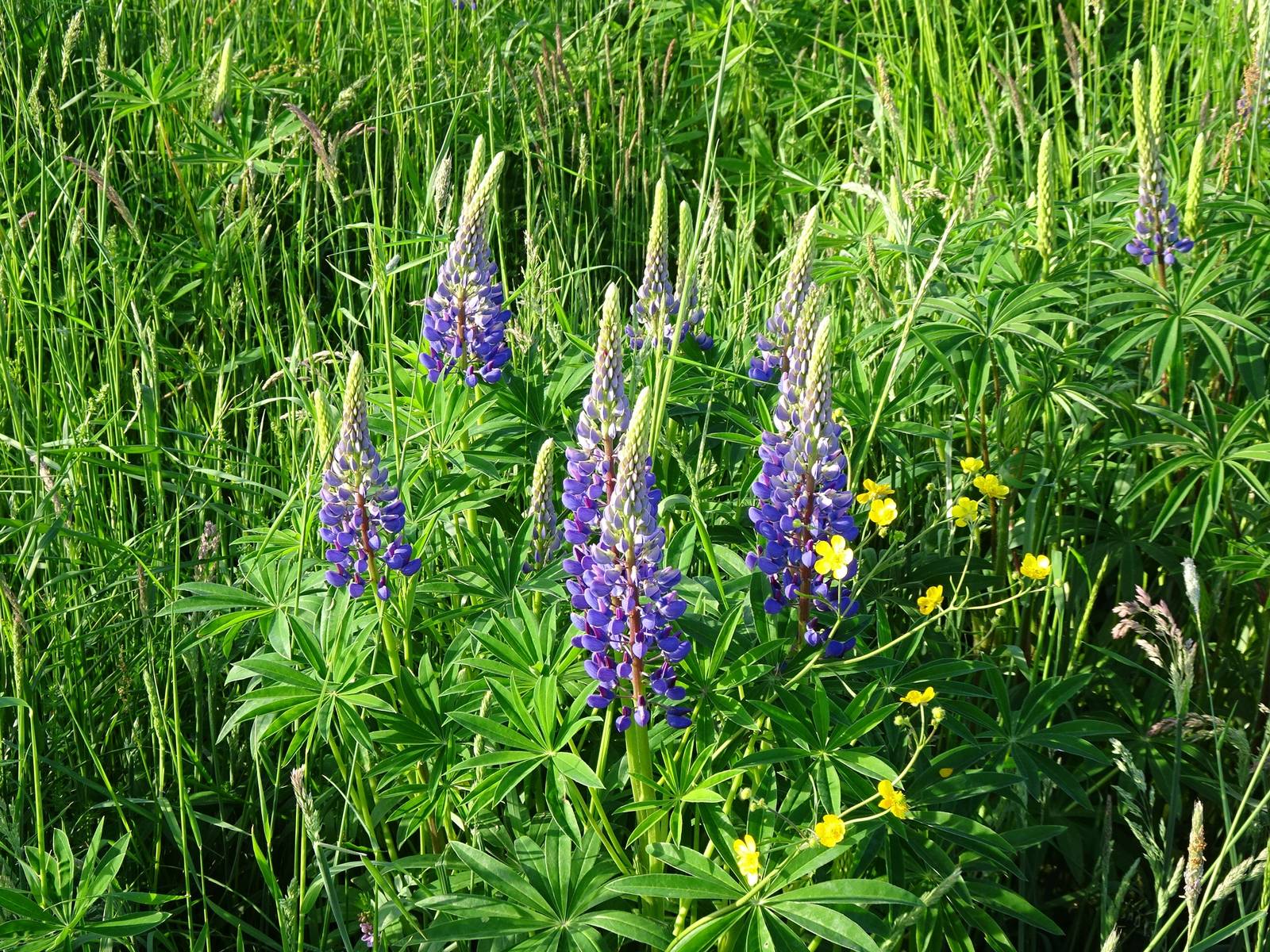 Per via della particolare conformazione delle infiorescenze, la pianta di lupino va collocata in zone riparate dalle raffiche di vento. Per via della particolare conformazione delle infiorescenze, la pianta di lupino va collocata in zone riparate dalle raffiche di vento.