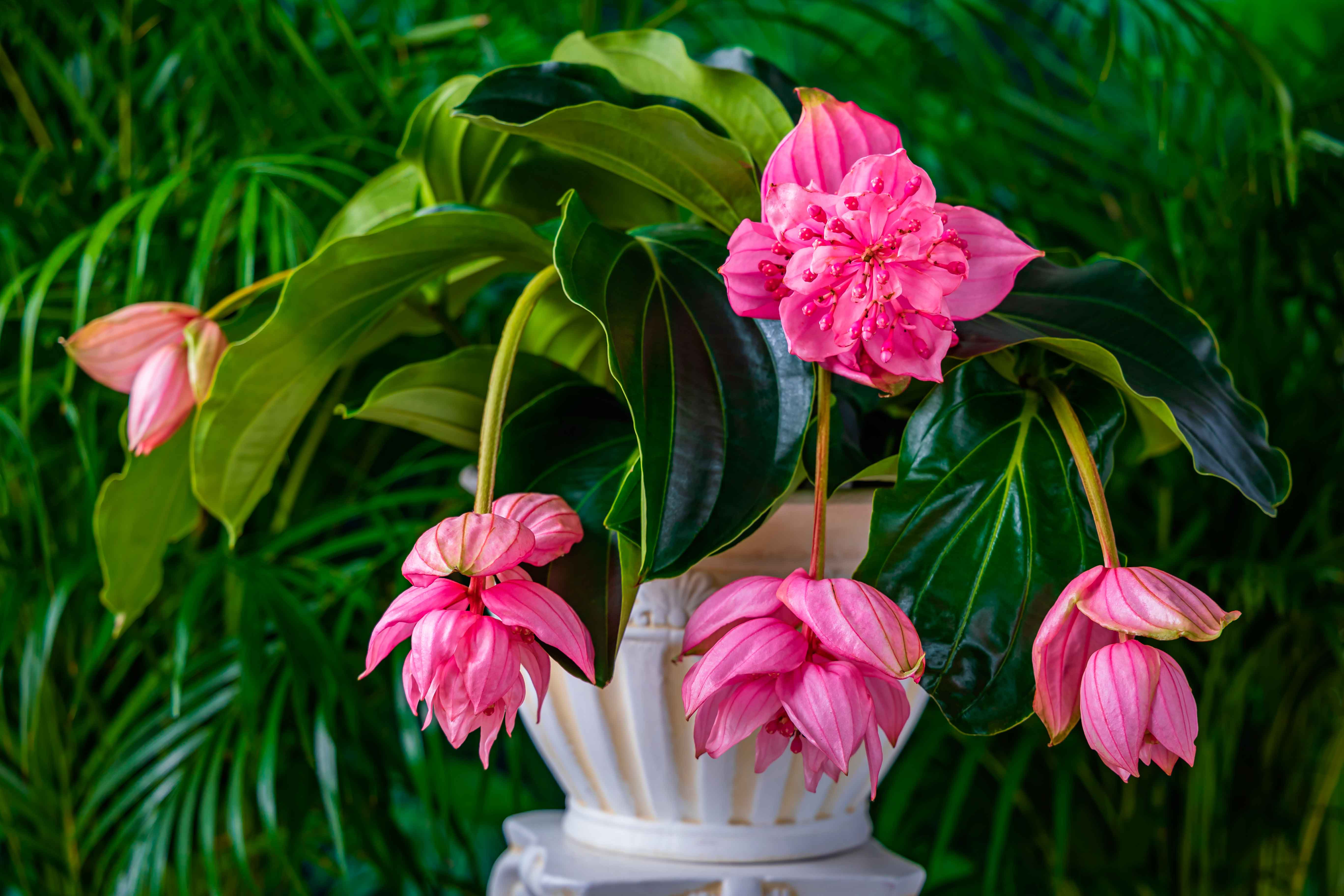 La medinilla fiorisce tendenzialmente in primavera-estate.