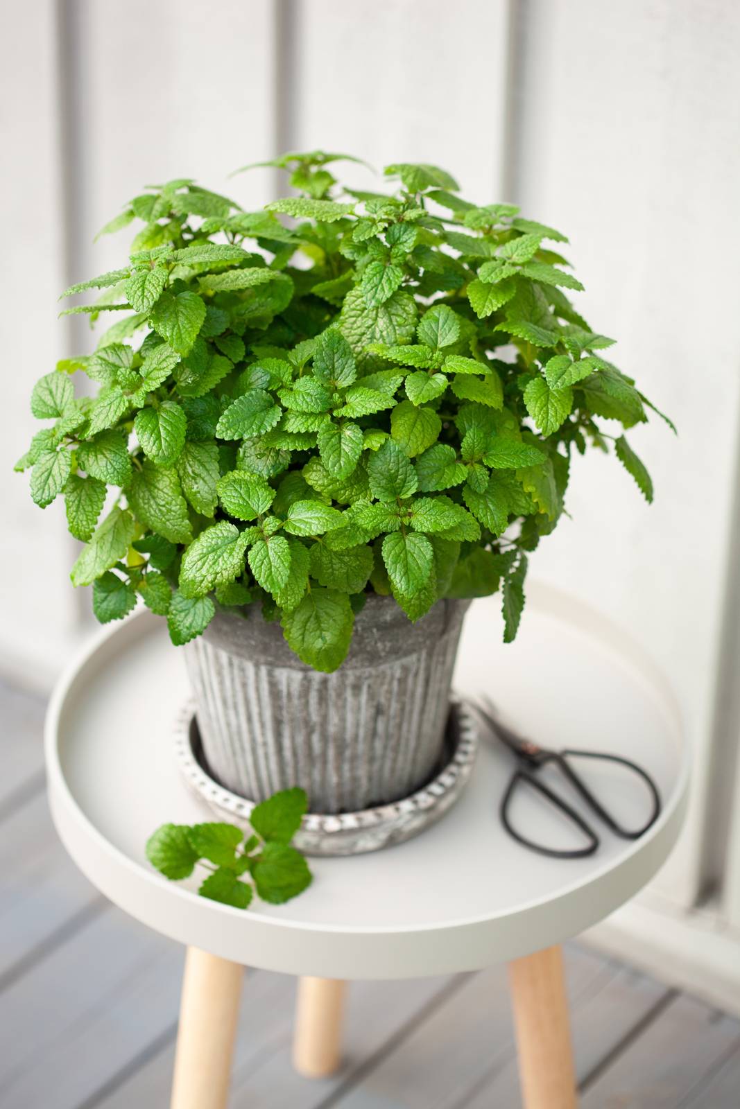La melissa si coltiva di solito in piena terra, ma nulla vieta di averne un vaso a portata di mano sul balcone o terrazzo. La melissa si coltiva di solito in piena terra, ma nulla vieta di averne un vaso a portata di mano sul balcone o terrazzo.