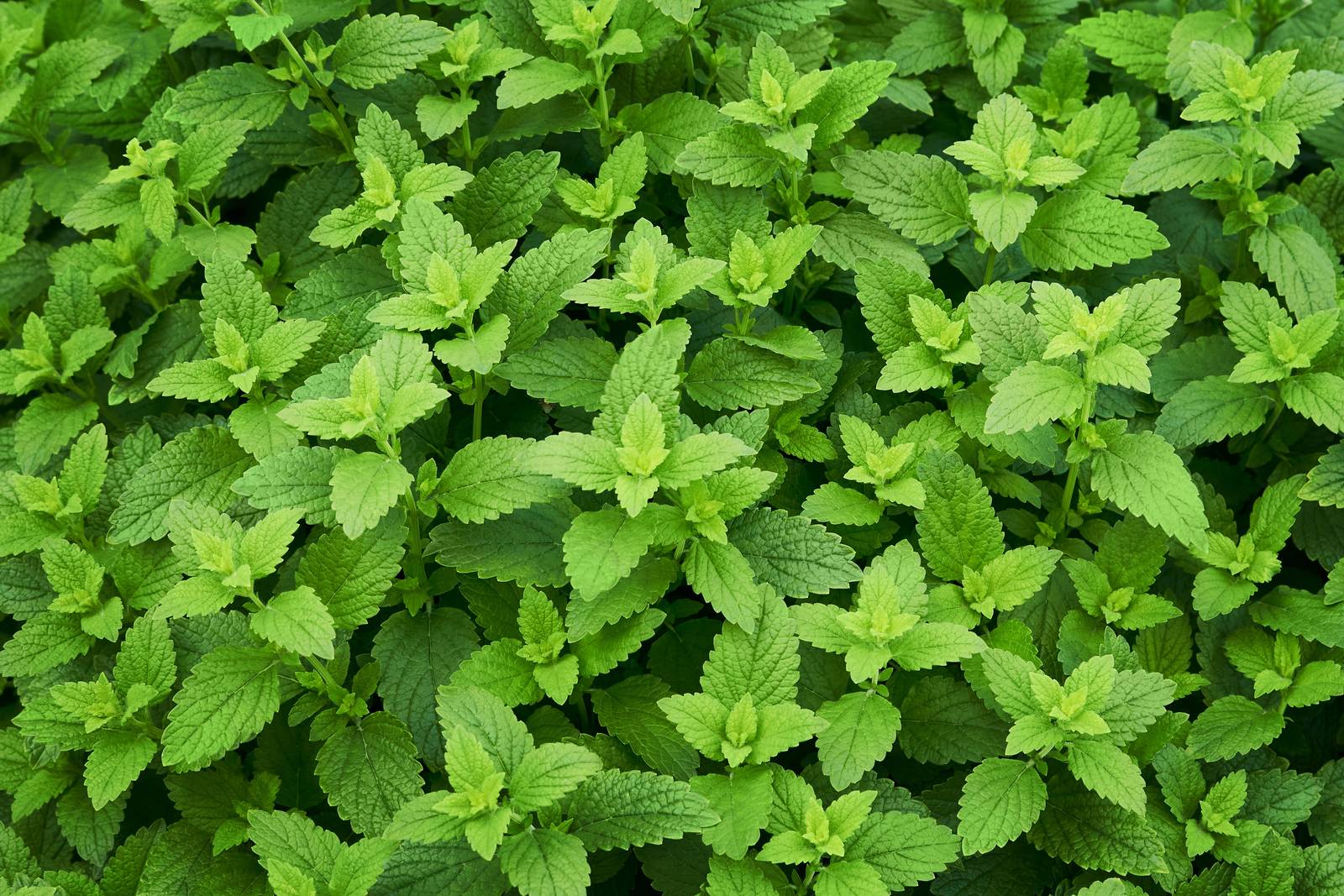 La melissa predilige le esposizioni soleggiate e tollera sia il freddo sia il caldo intensi. La melissa predilige le esposizioni soleggiate e tollera sia il freddo sia il caldo intensi.