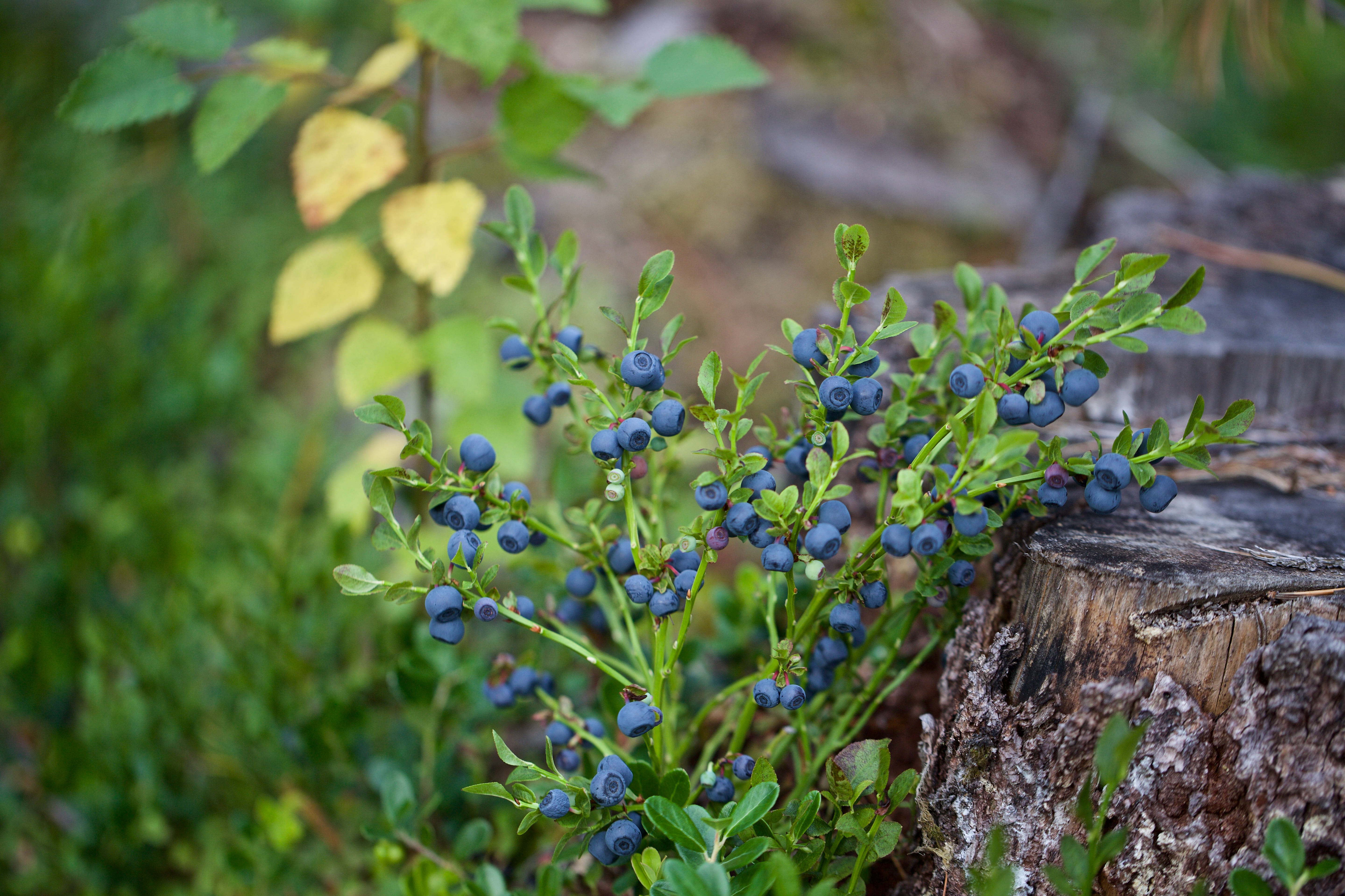 Il mirtillo nero di bosco è la più celebre, ma non l'unica, specie di questa pianta. Il mirtillo nero di bosco è la più celebre, ma non l'unica, specie di questa pianta.