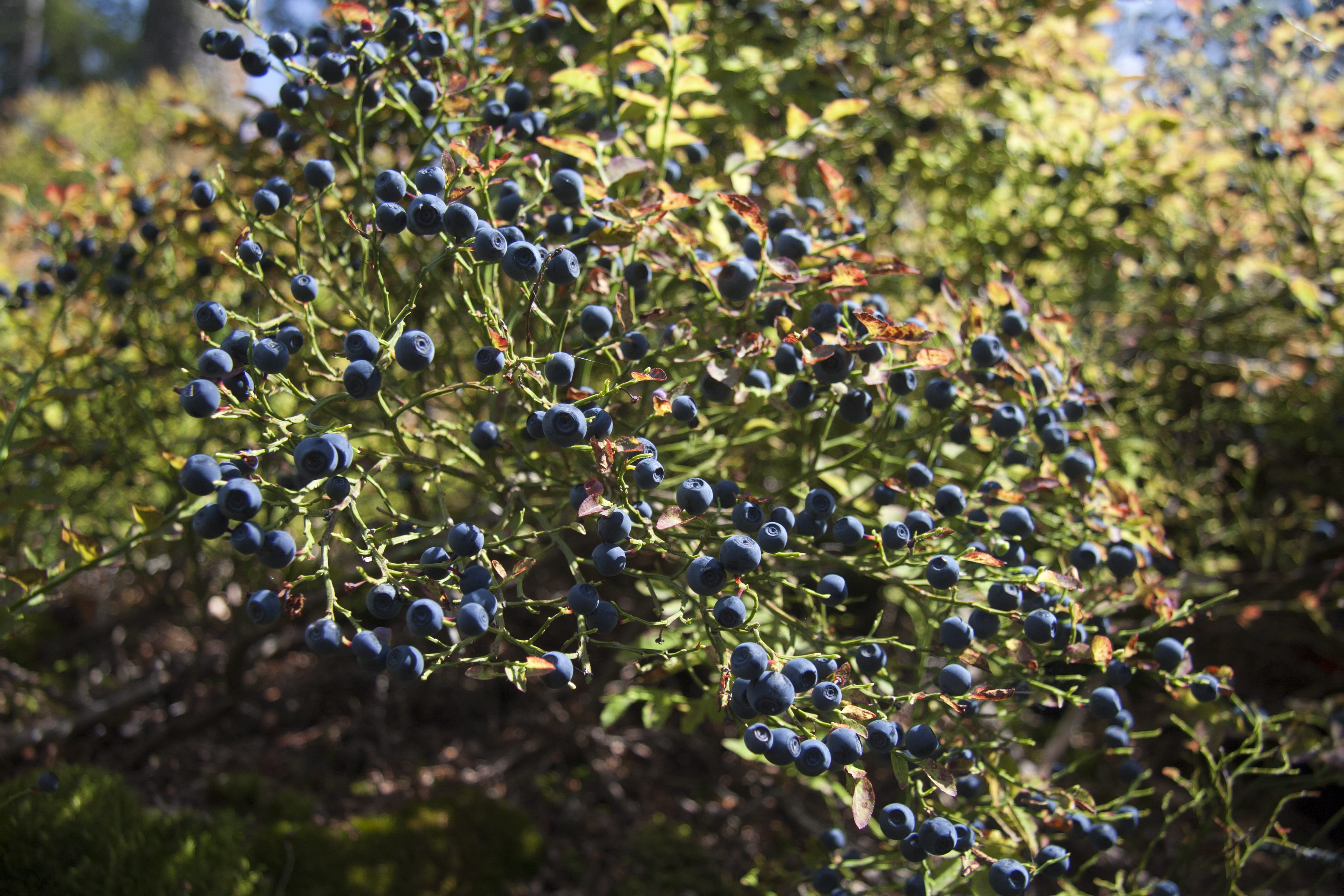 Il mirtillo è un arbusto dalla crescita piuttosto lenta e portamento espanso. Il mirtillo è un arbusto dalla crescita piuttosto lenta e portamento espanso.