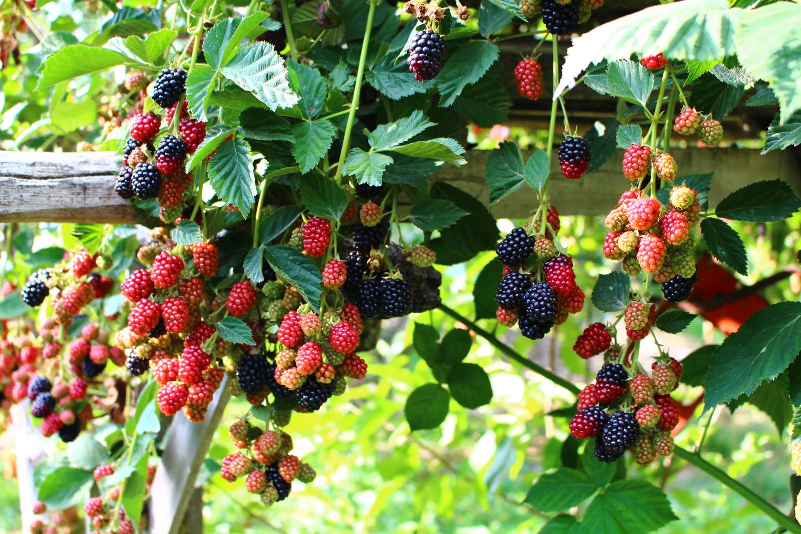 La pianta di mora di rovo deve essere dotata di supporti e tralicci affinché possa arrampicarvisi. La pianta di mora di rovo deve essere dotata di supporti e tralicci affinché possa arrampicarvisi.