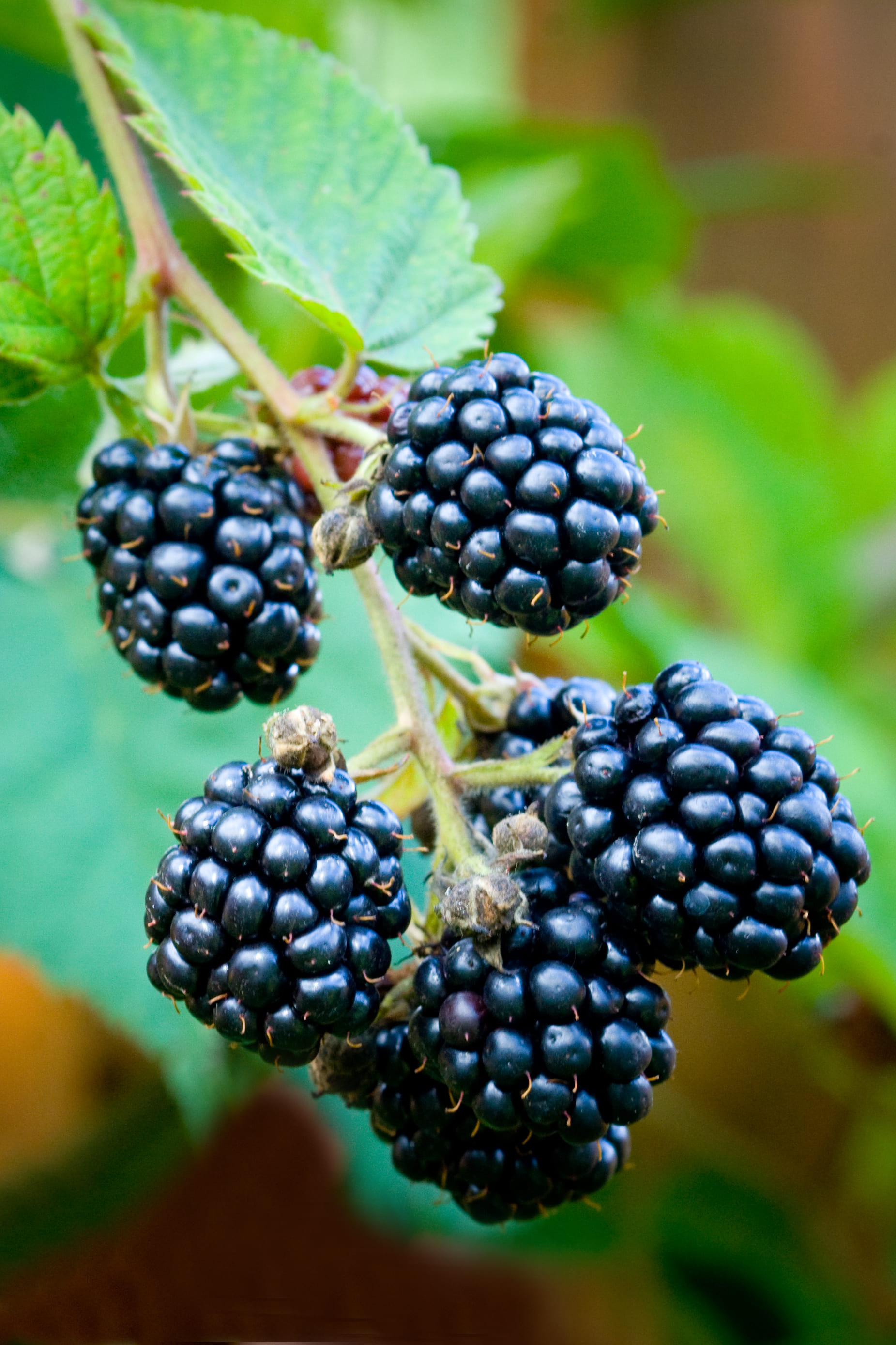 La mora di rovo produce in estate le caratteristiche bacche, ricche di proprietà nutritive e vitamine. La mora di rovo produce in estate le caratteristiche bacche, ricche di proprietà nutritive e vitamine.