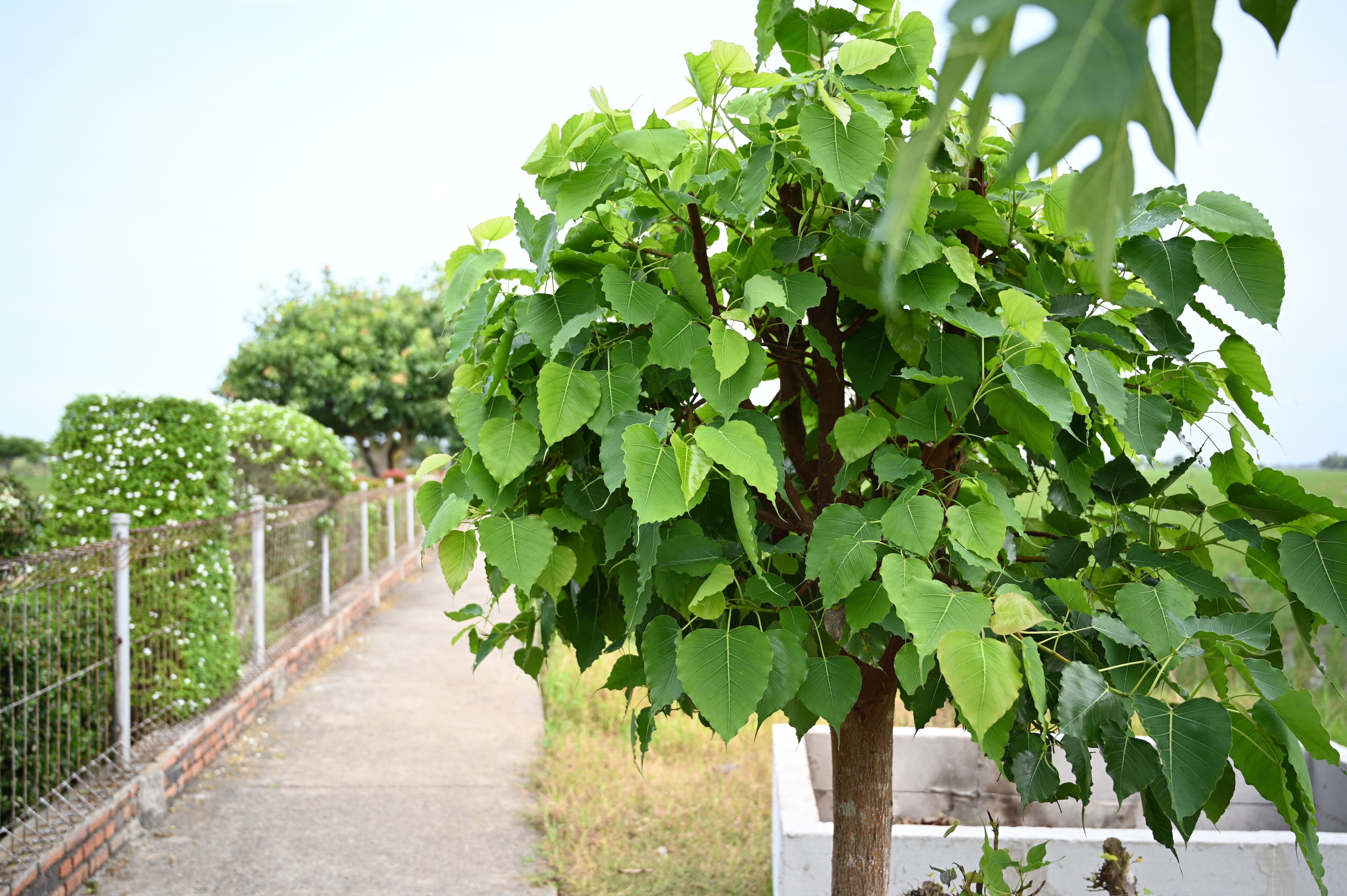 In foto, un piccolo alberello della specie morus alba.