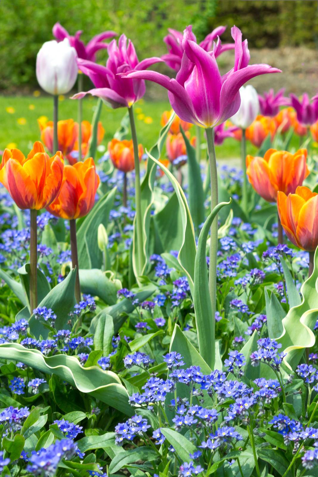 In giardino, i non ti scordar di me si prestano alla creazione di coloratissime aiuole, anche in abbinamento a bulbose come i tulipani (foto). In giardino, i non ti scordar di me si prestano alla creazione di coloratissime aiuole, anche in abbinamento a bulbose come i tulipani (foto).