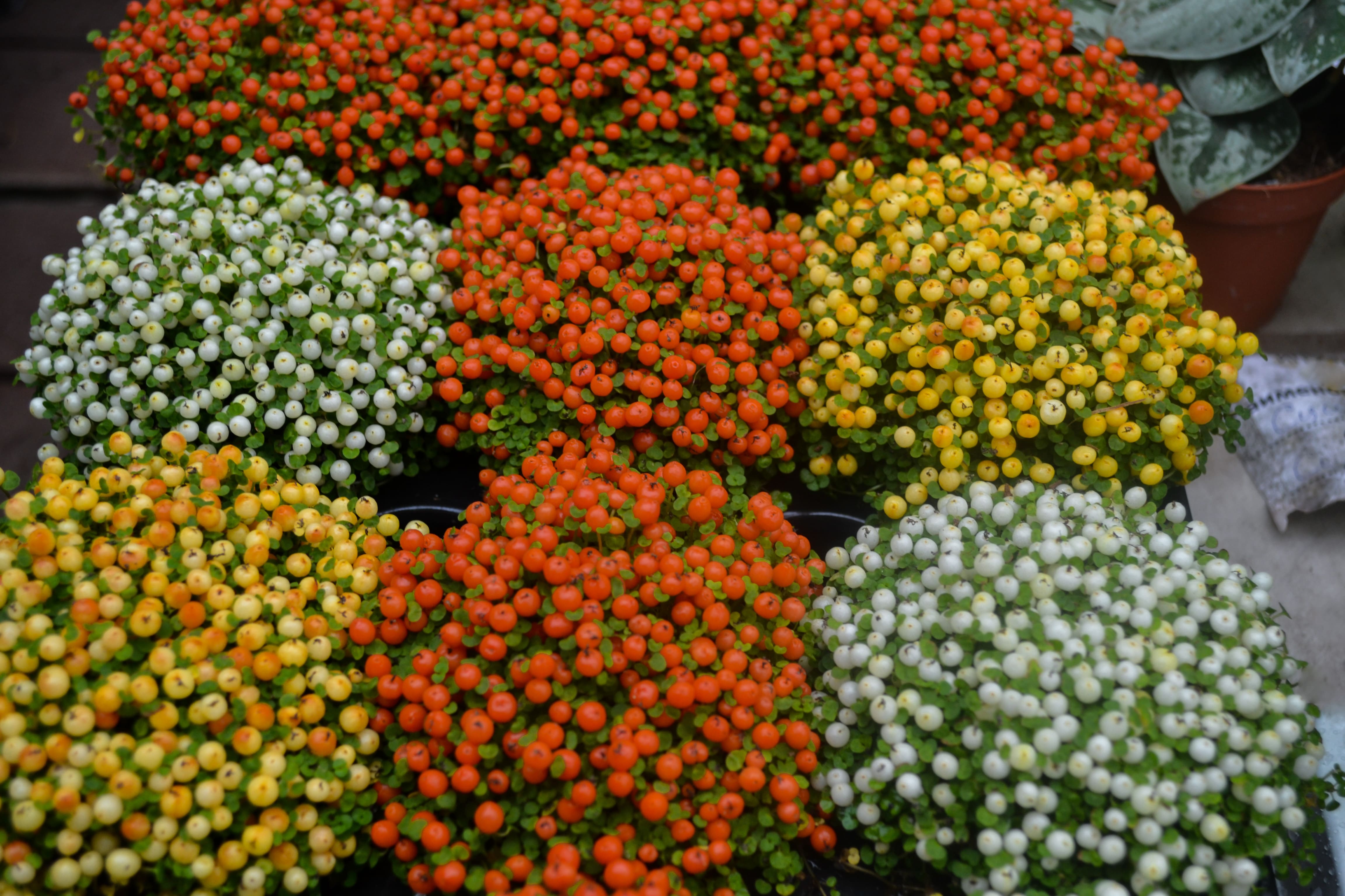La nertera crea piccoli cespugli folti e compatti coloratissimi. La nertera crea piccoli cespugli folti e compatti coloratissimi.