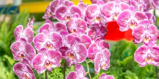 orchidea fioritura