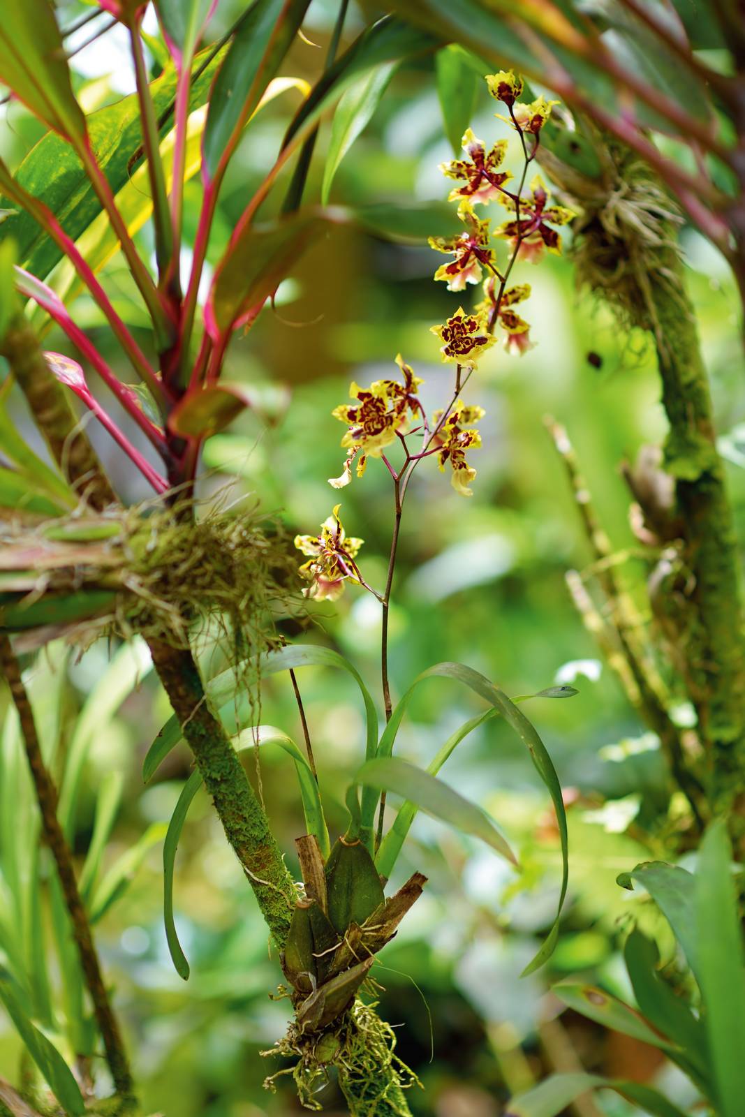 In foto, un'orchidea nel giardino botanico tropicale delle Hawaii.