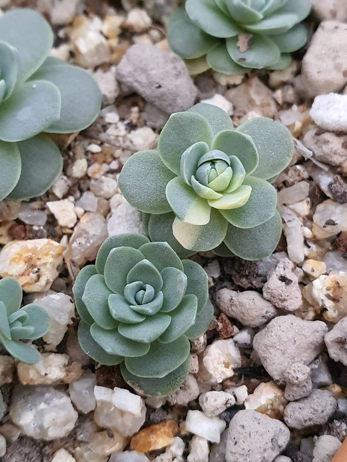 Piantine di orostachys varietà boehmeri. Piantine di orostachys varietà boehmeri.