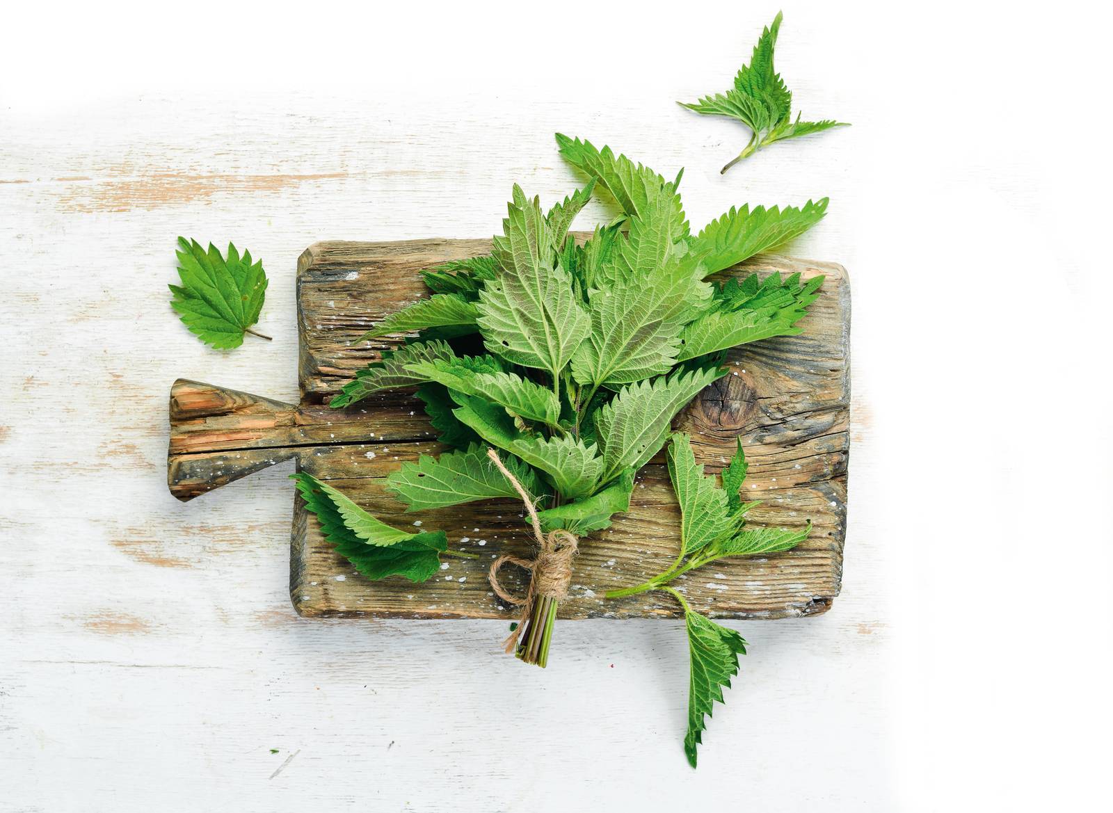 In cucina vengono utilizzate le foglie più tenere e giovani dell'ortica, ad esempio per preparare i ripieni per la pasta fresca. In cucina vengono utilizzate le foglie più tenere e giovani dell'ortica, ad esempio per preparare i ripieni per la pasta fresca.